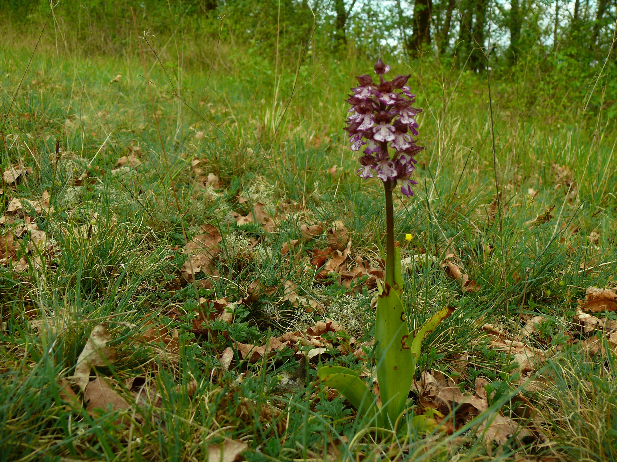 orchis purpurea 1