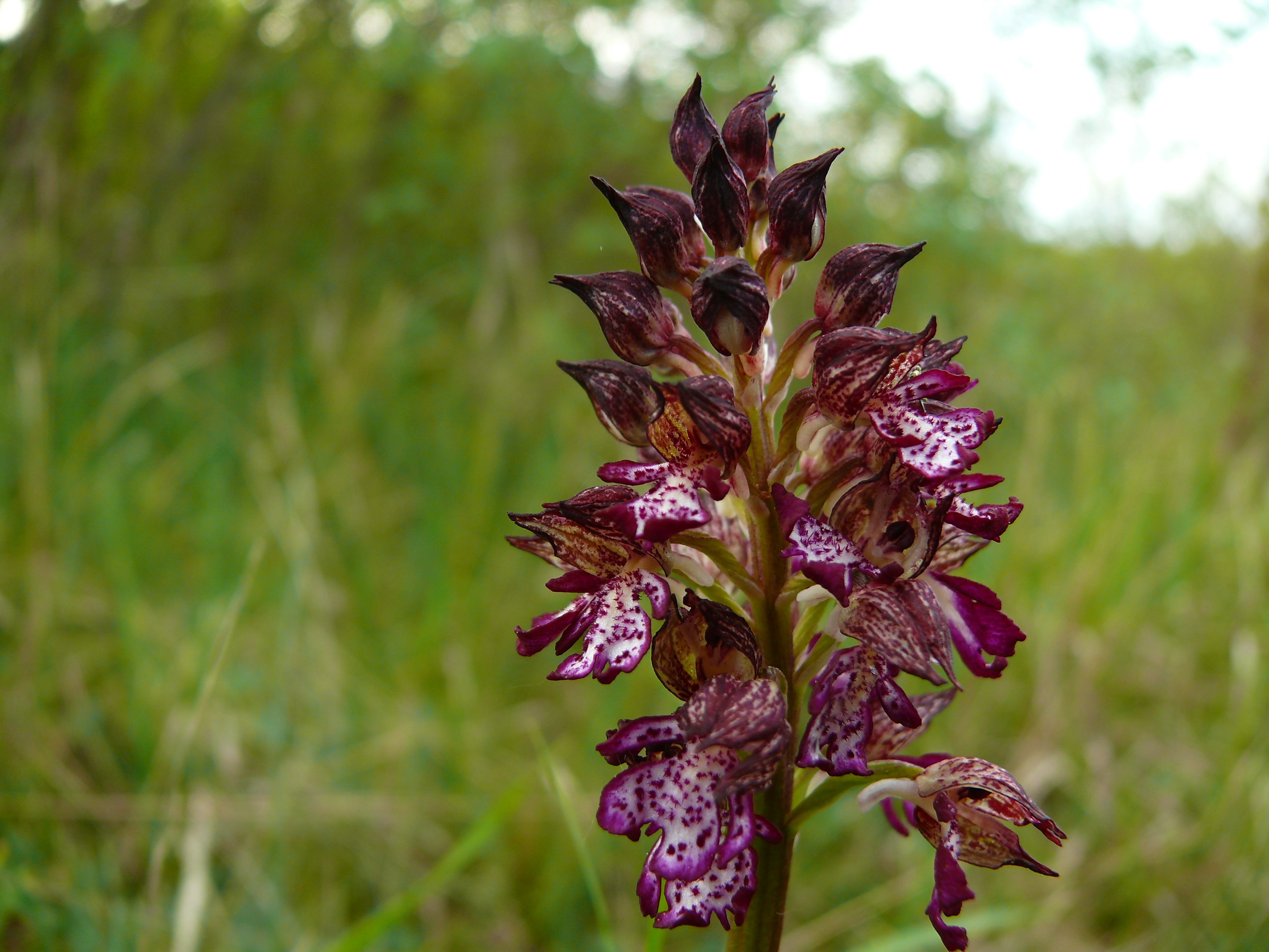 orchis purpurea 2