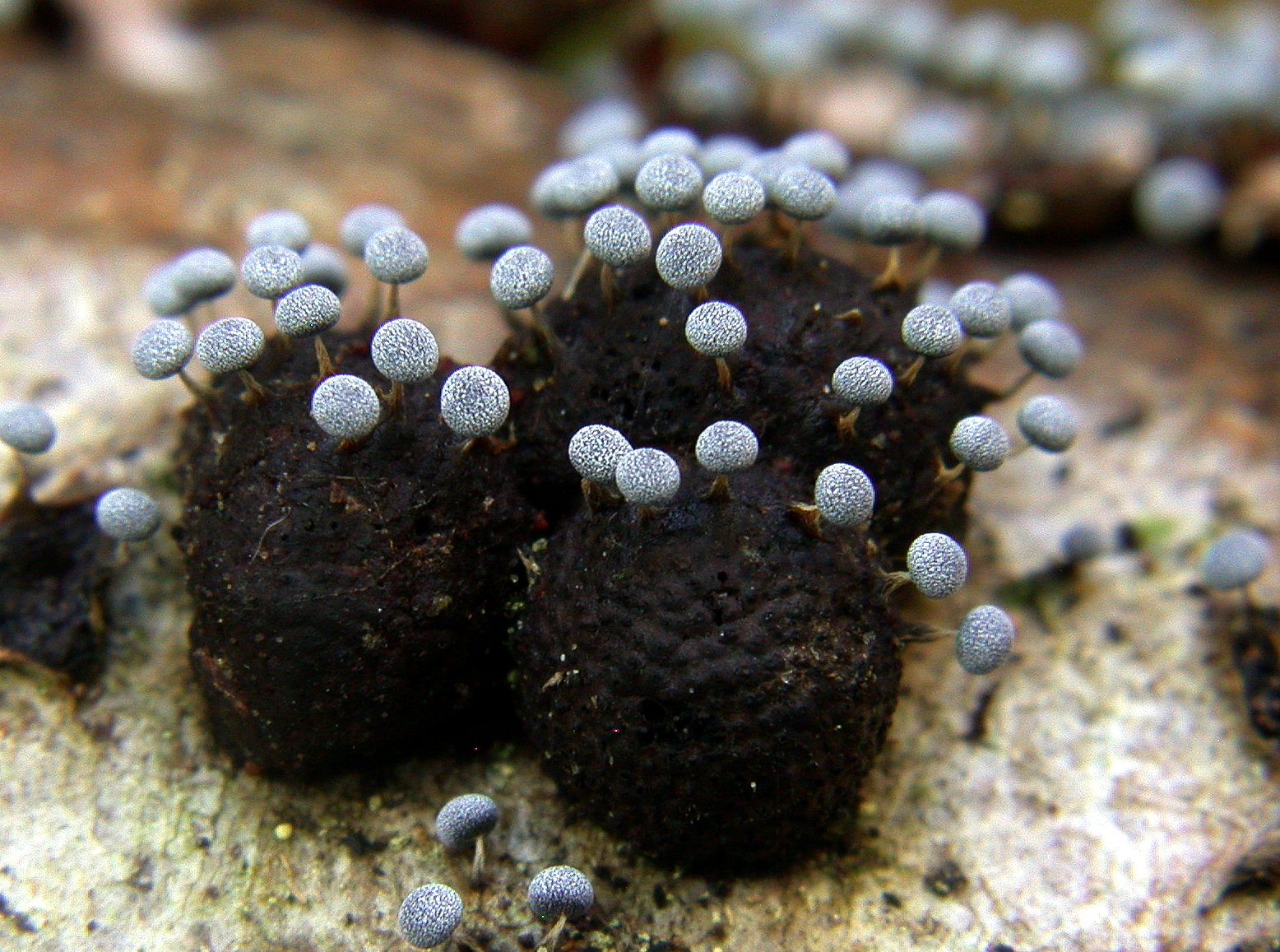 Physarum album sur Hypoxylon sp 13 06 2020 OSSUN 1