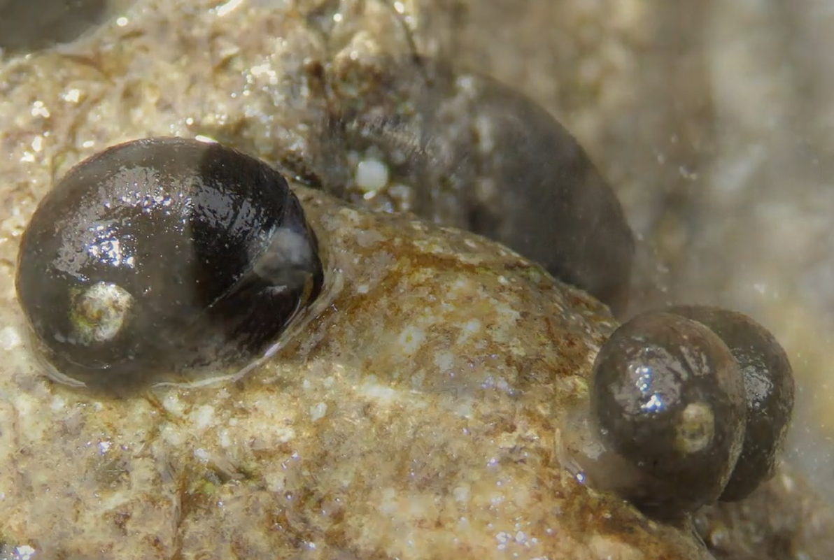 Theodoxus fluviatilis Nerite des rivieres