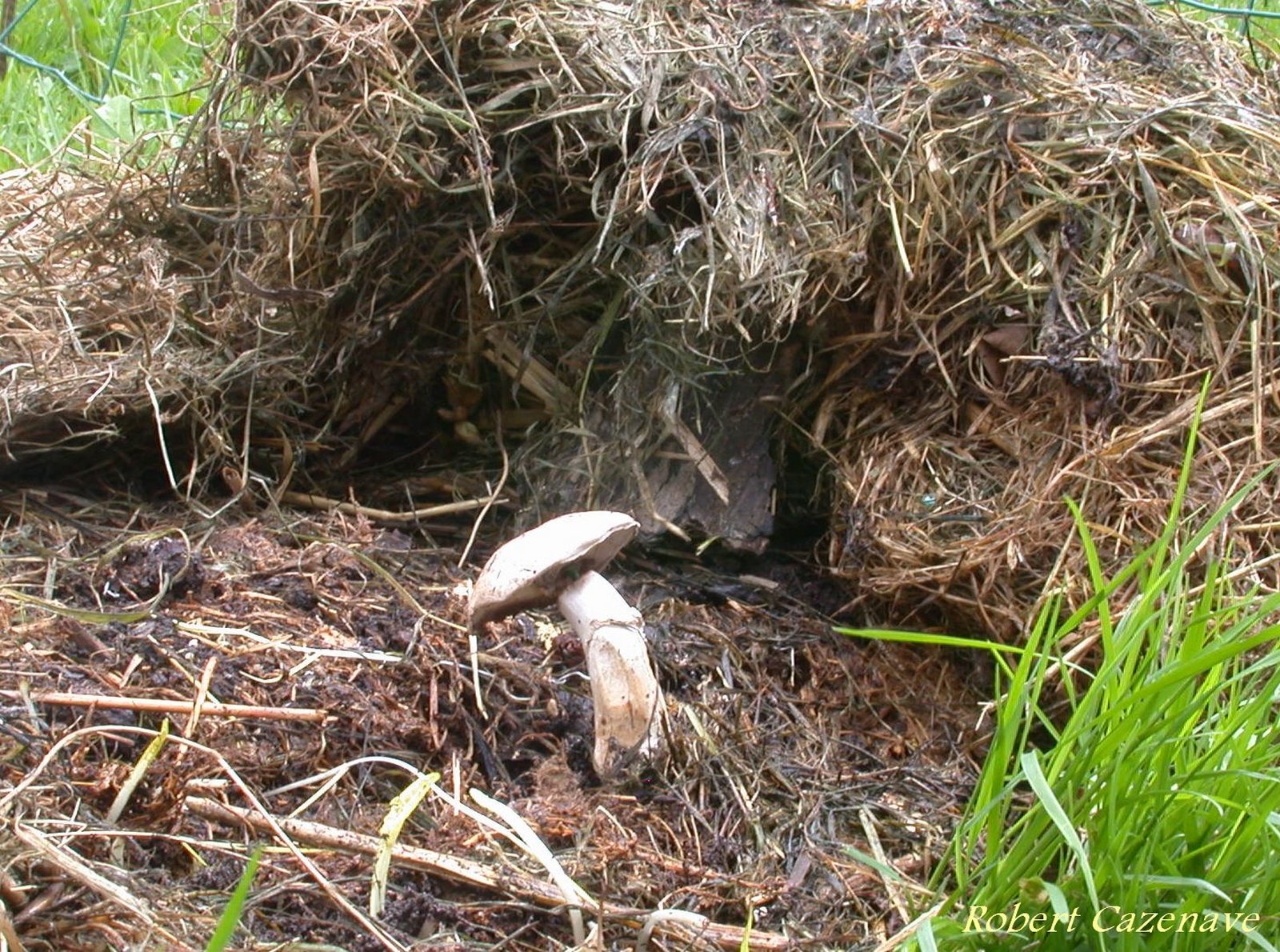 Agaricus bisporus 2020 04 18 Laroin 1