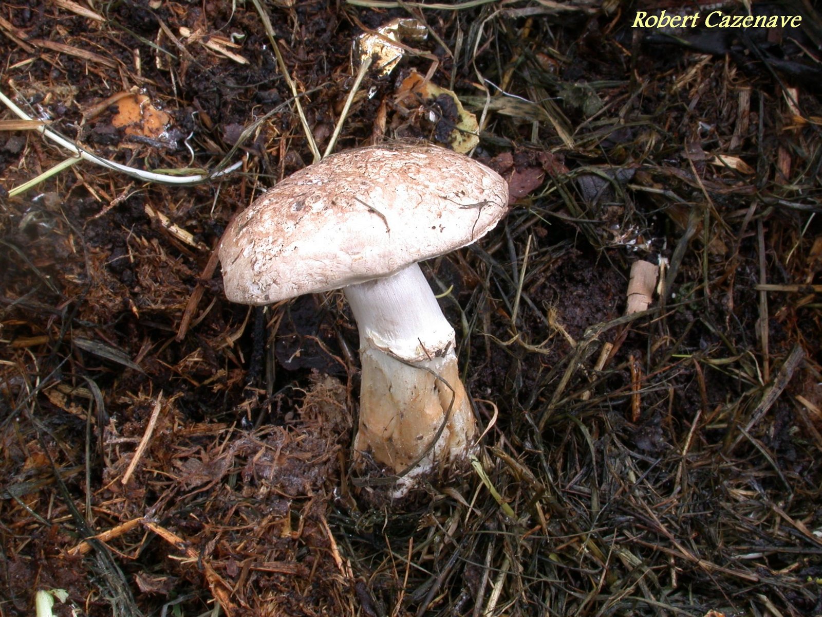 Agaricus bisporus 2020 04 18 Laroin 2