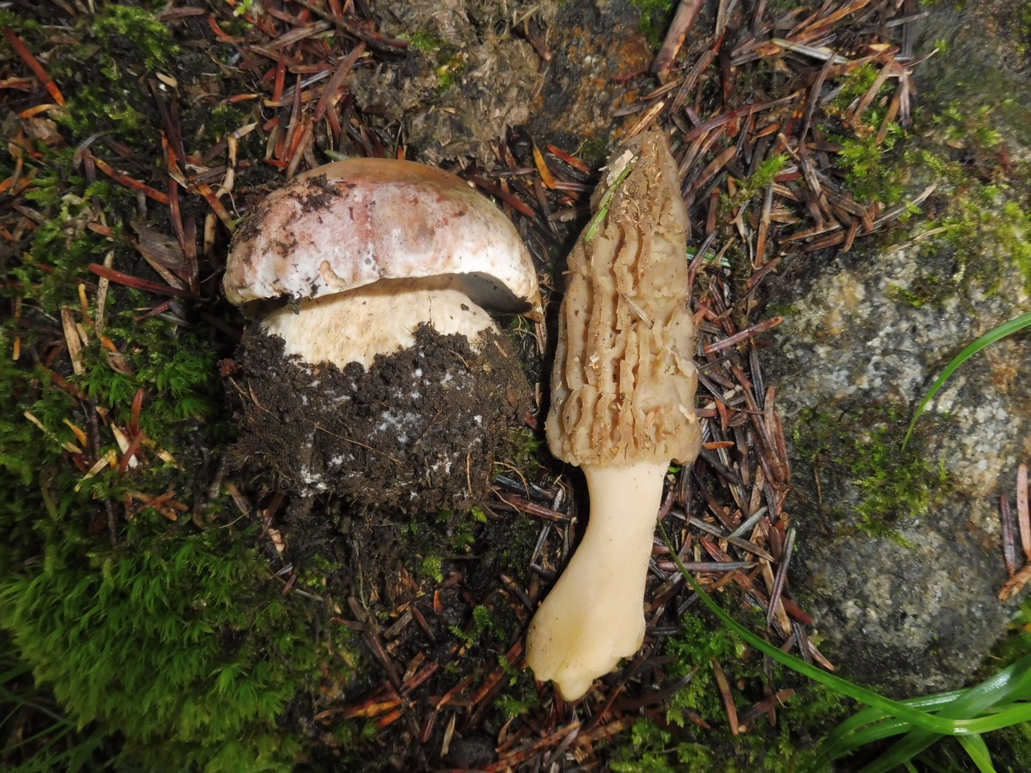 Boletus edulis et Morchella purpurascens 2020 05 12