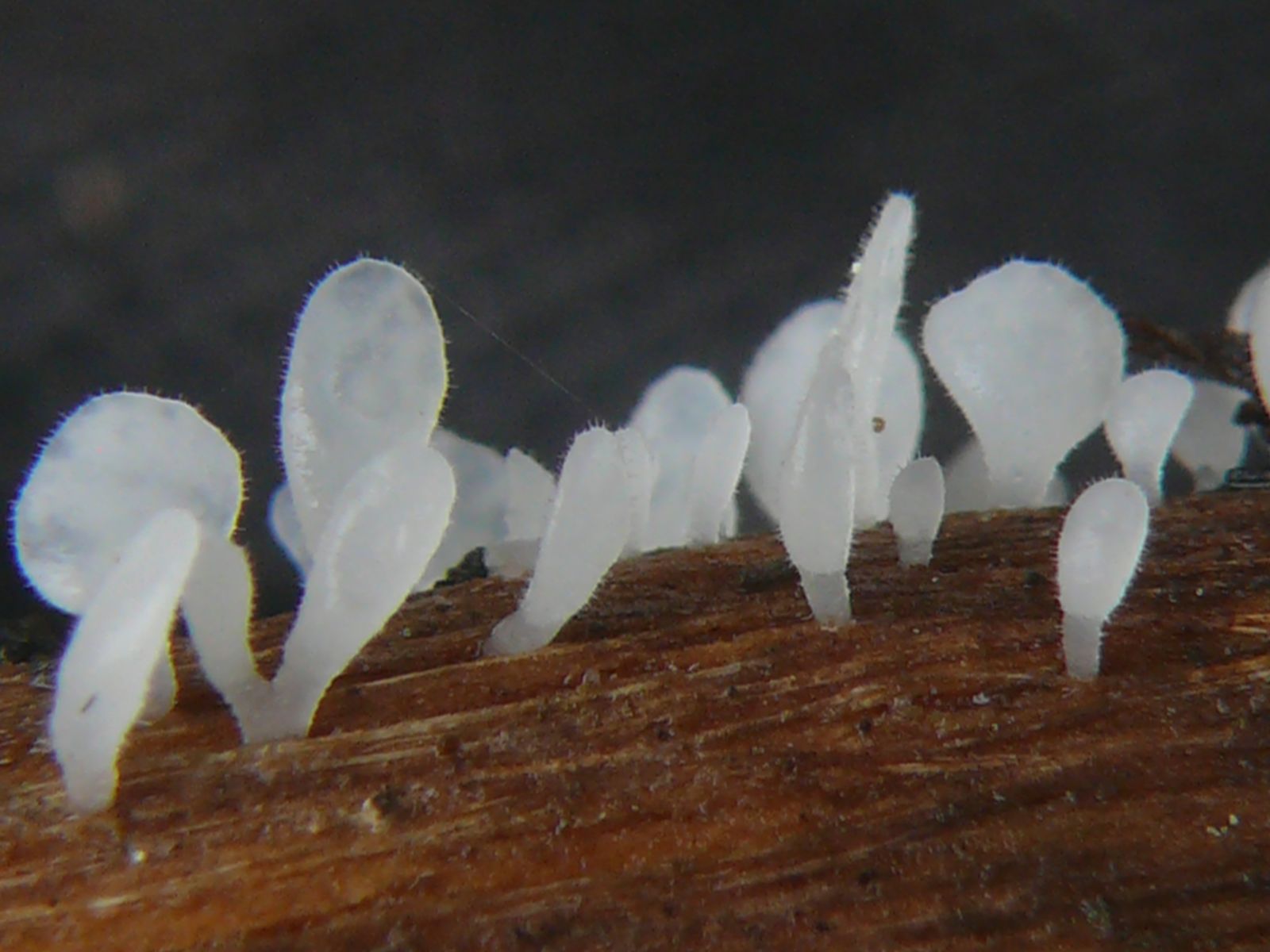 Chaetotyphula actiniceps (2)