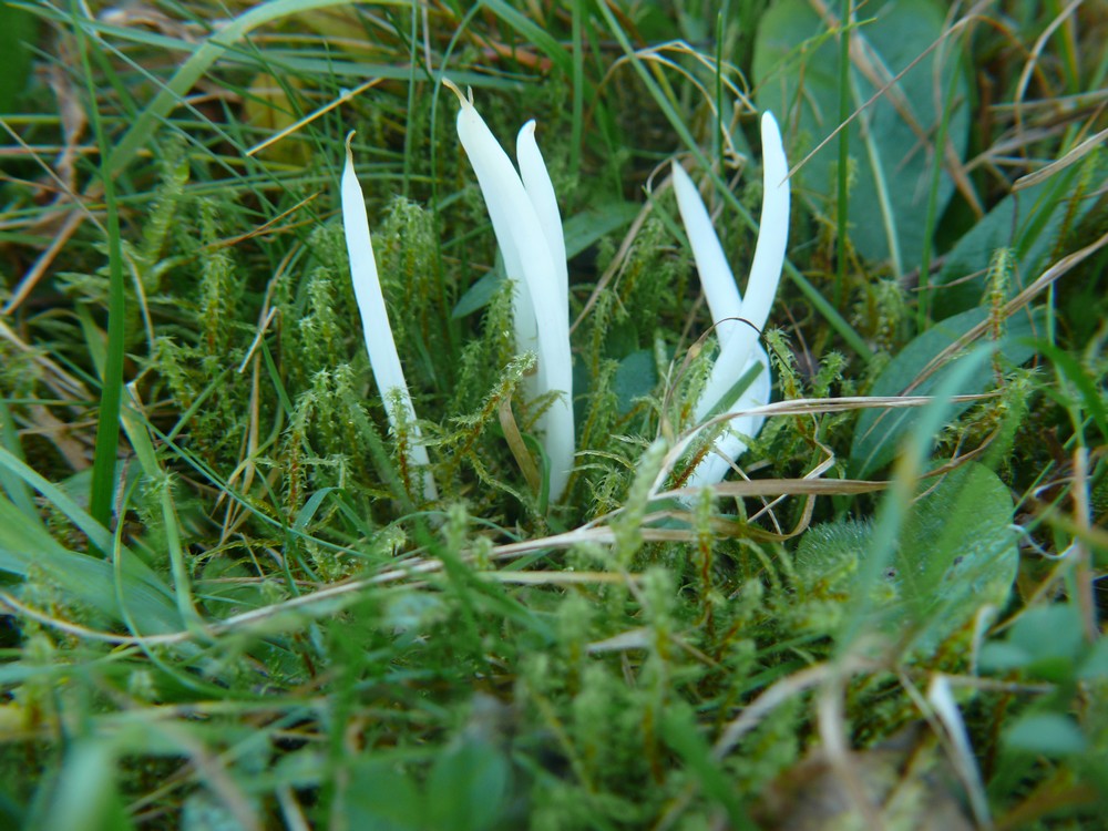 Clavaria fragilis 1