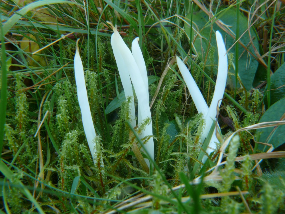 Clavaria fragilis 2