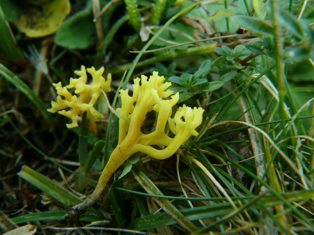 Clavulinopsis corniculata 1