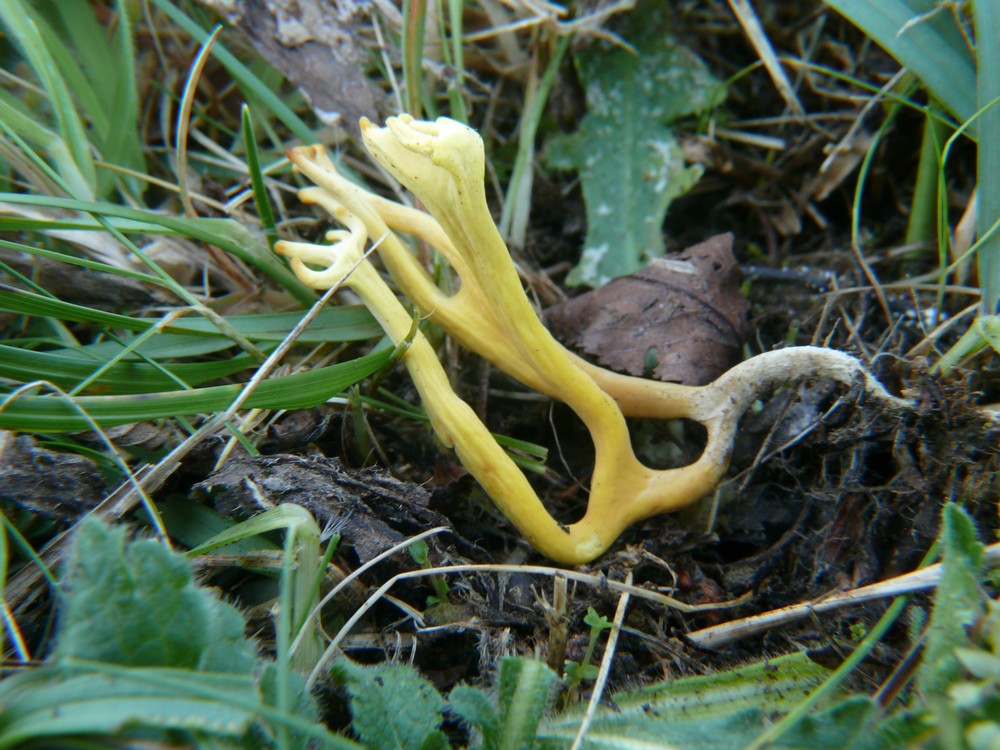 Clavulinopsis corniculata