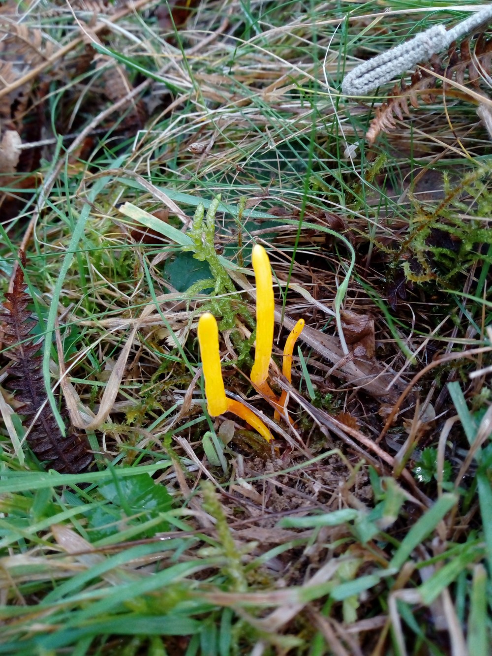 Clavulinopsis helvola 1