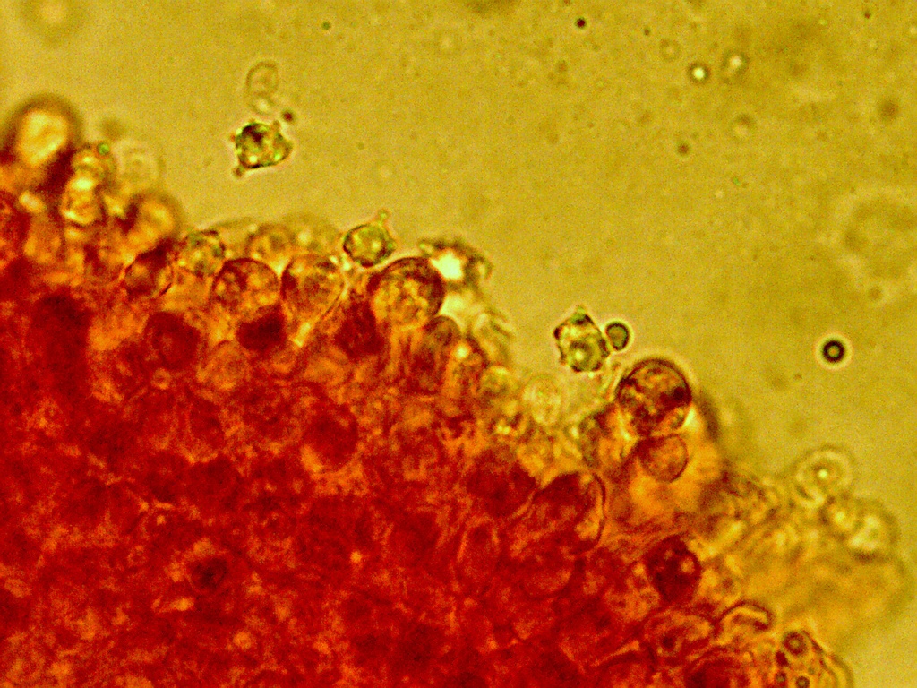 Clavulinopsis helvola congo x 1000 spores