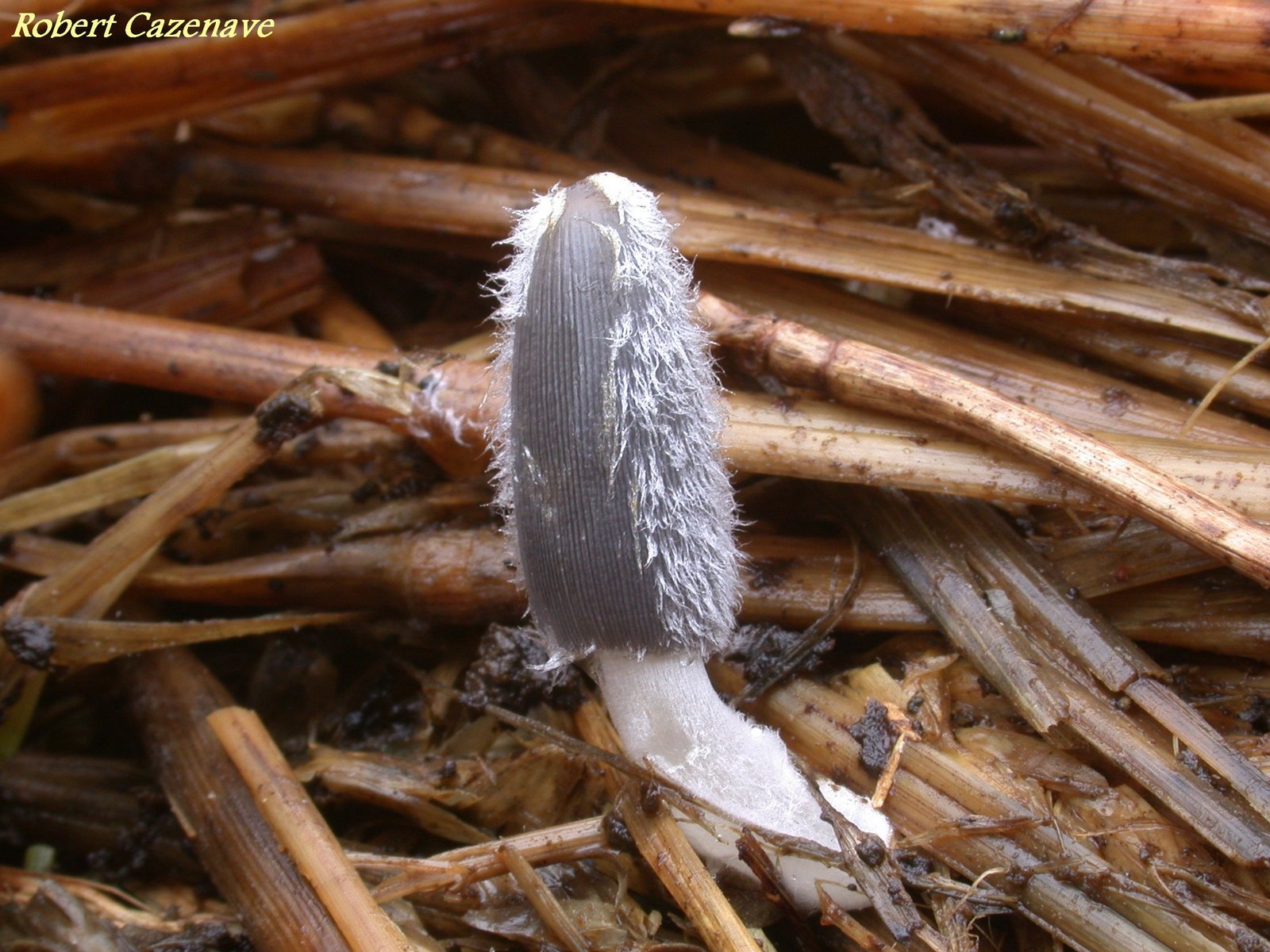 Coprinus macrocephalus 2020 05 16 Laroin 1