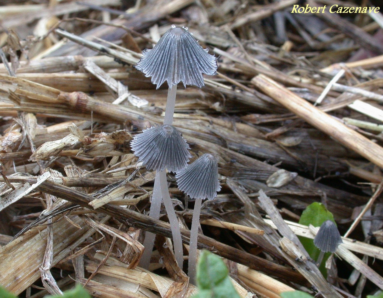 Coprinus macrocephalus 2020 05 16 Laroin 2