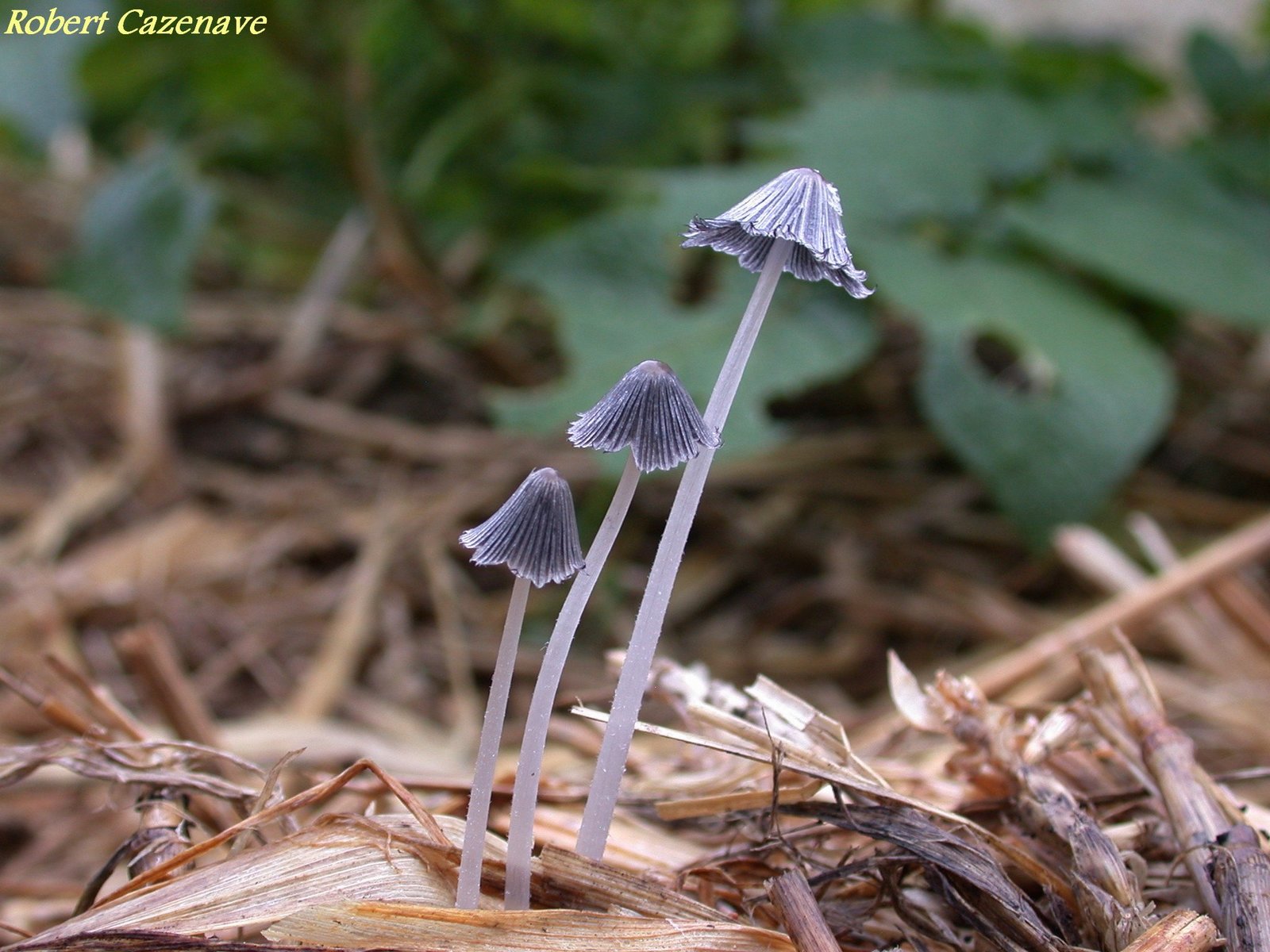 Coprinus macrocephalus 2020 05 16 Laroin 3