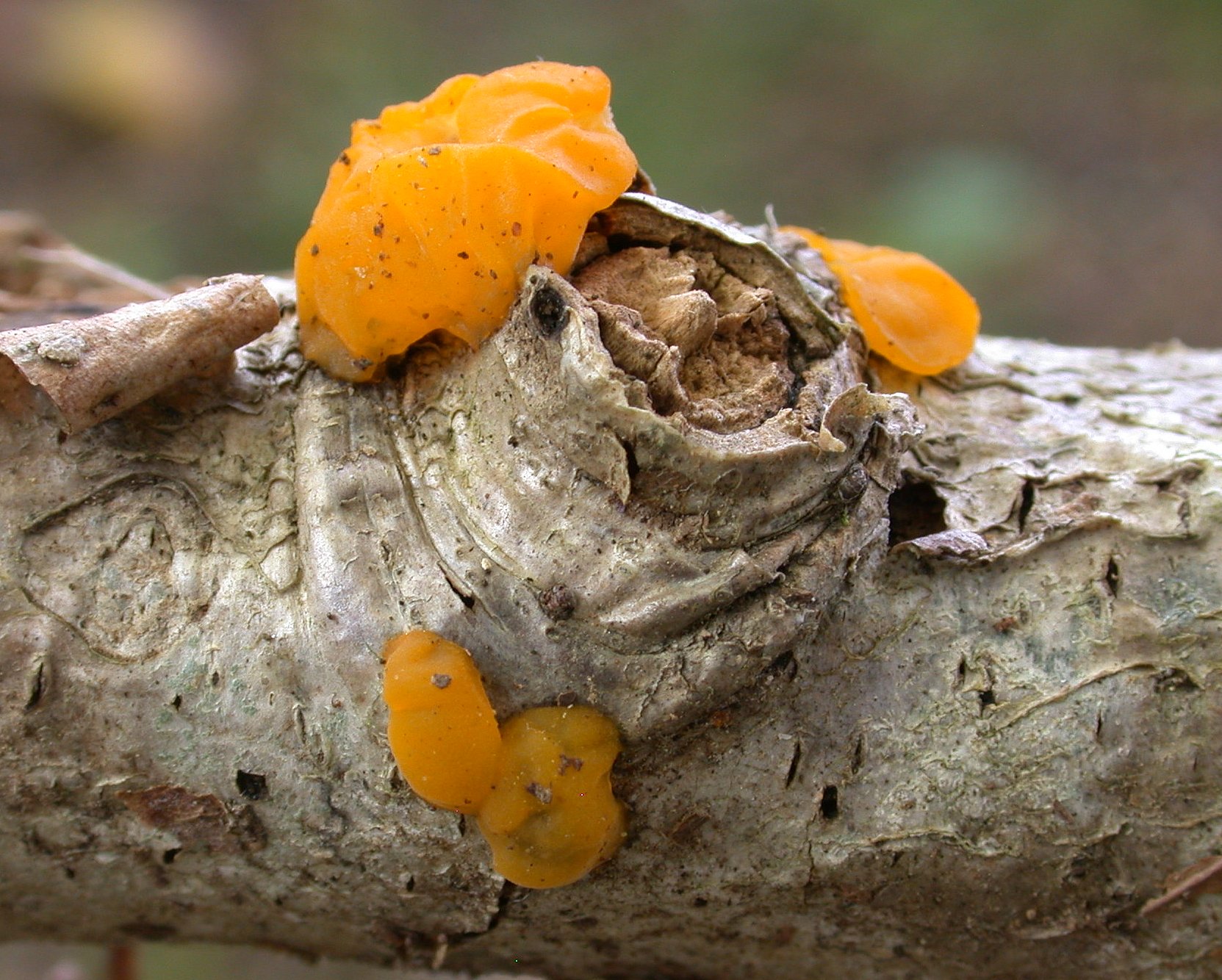 Dacrymyces chrysospermus 13 06 2020 OSSUN 1