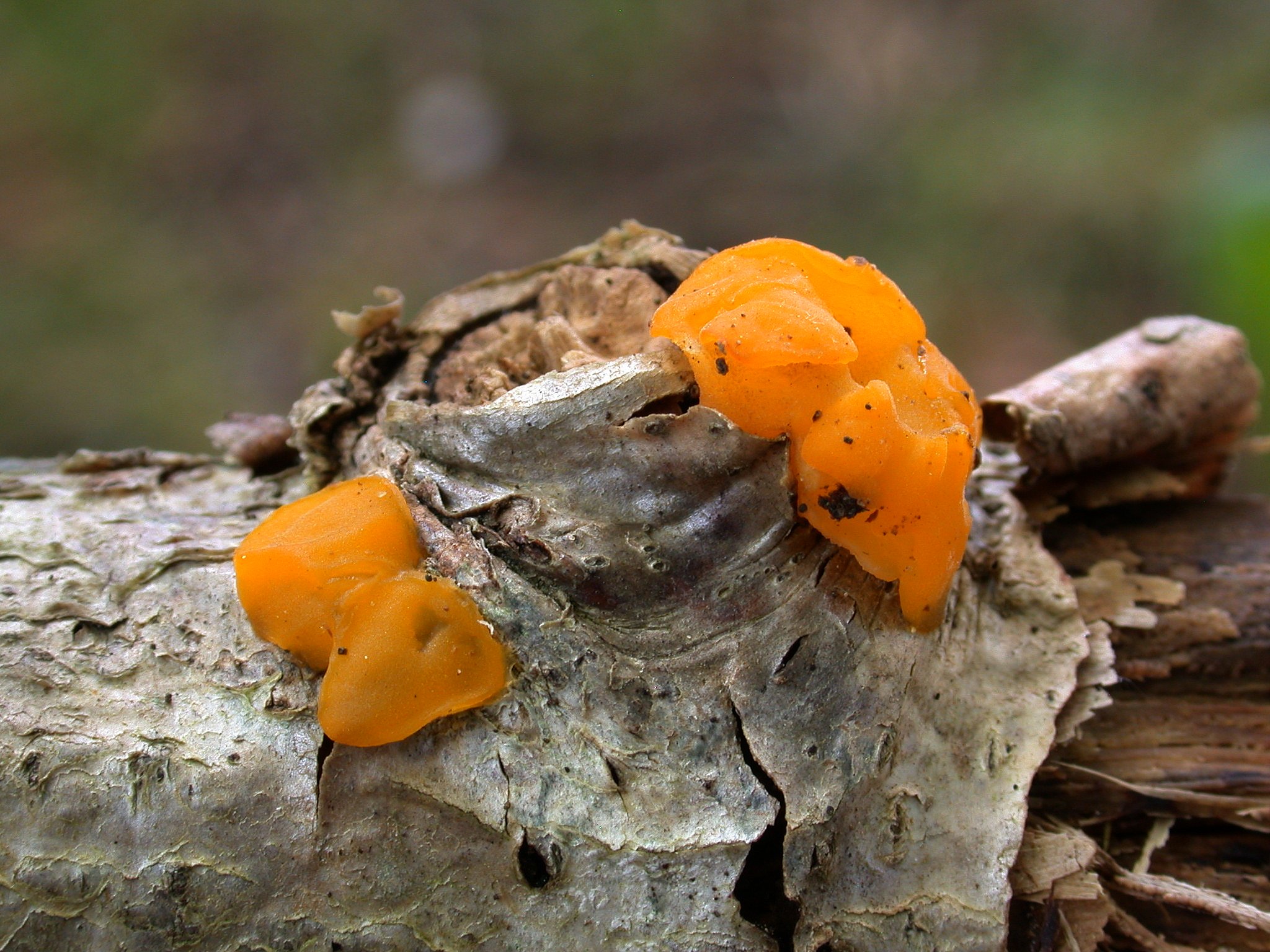 Dacrymyces chrysospermus 13 06 2020 OSSUN 2