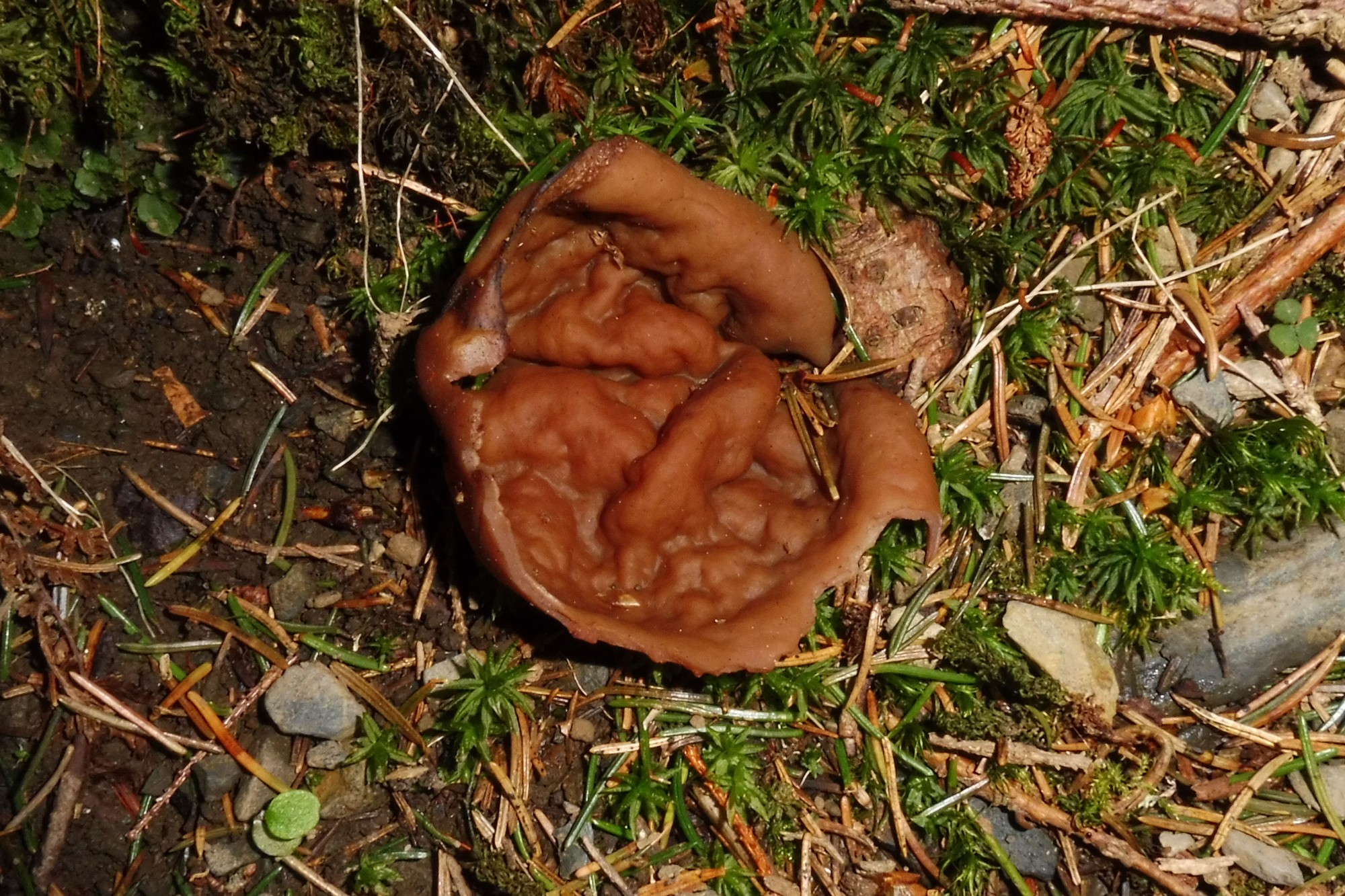 Discina perlata 