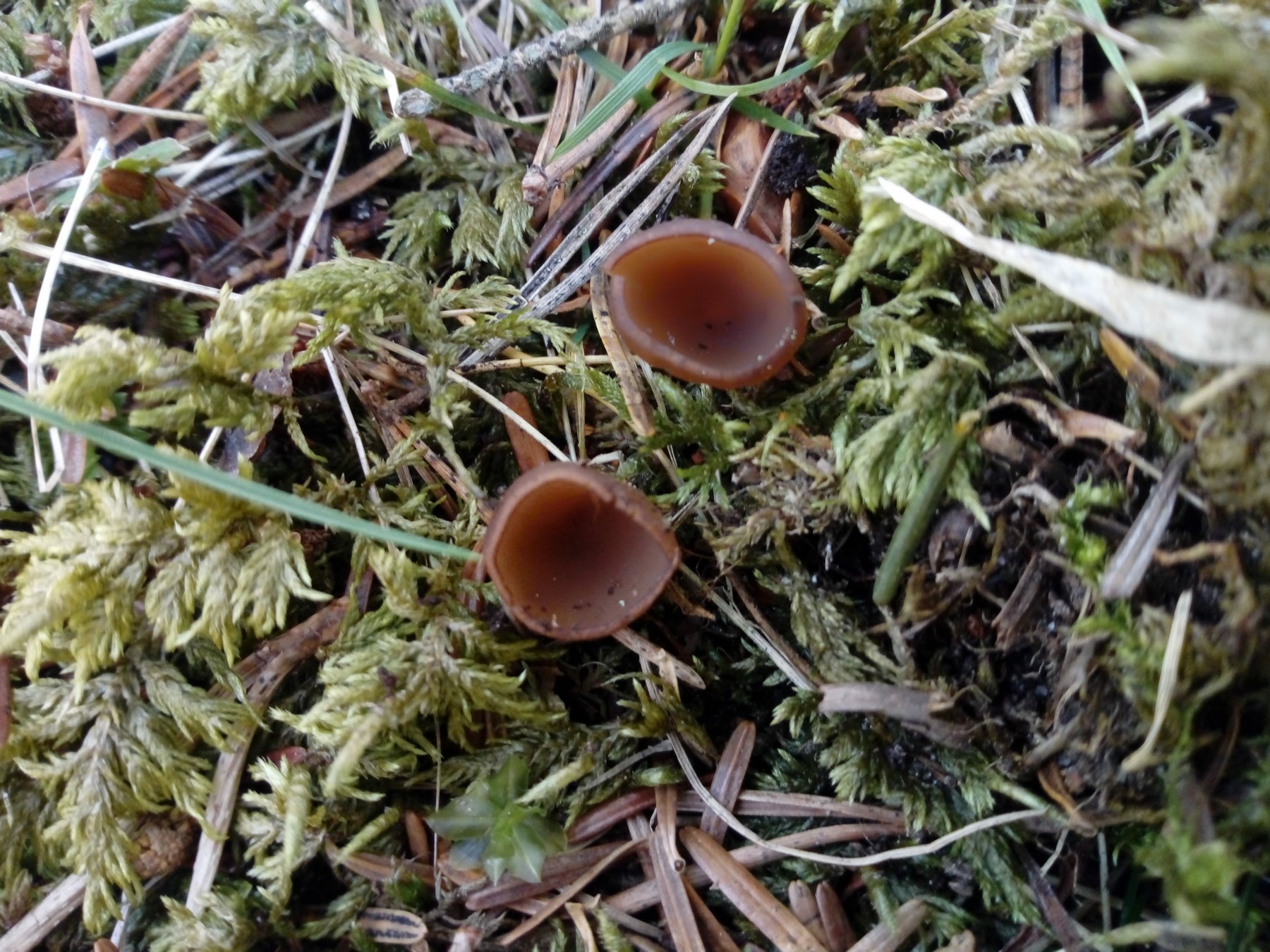 Dumontinia tuberosa 1