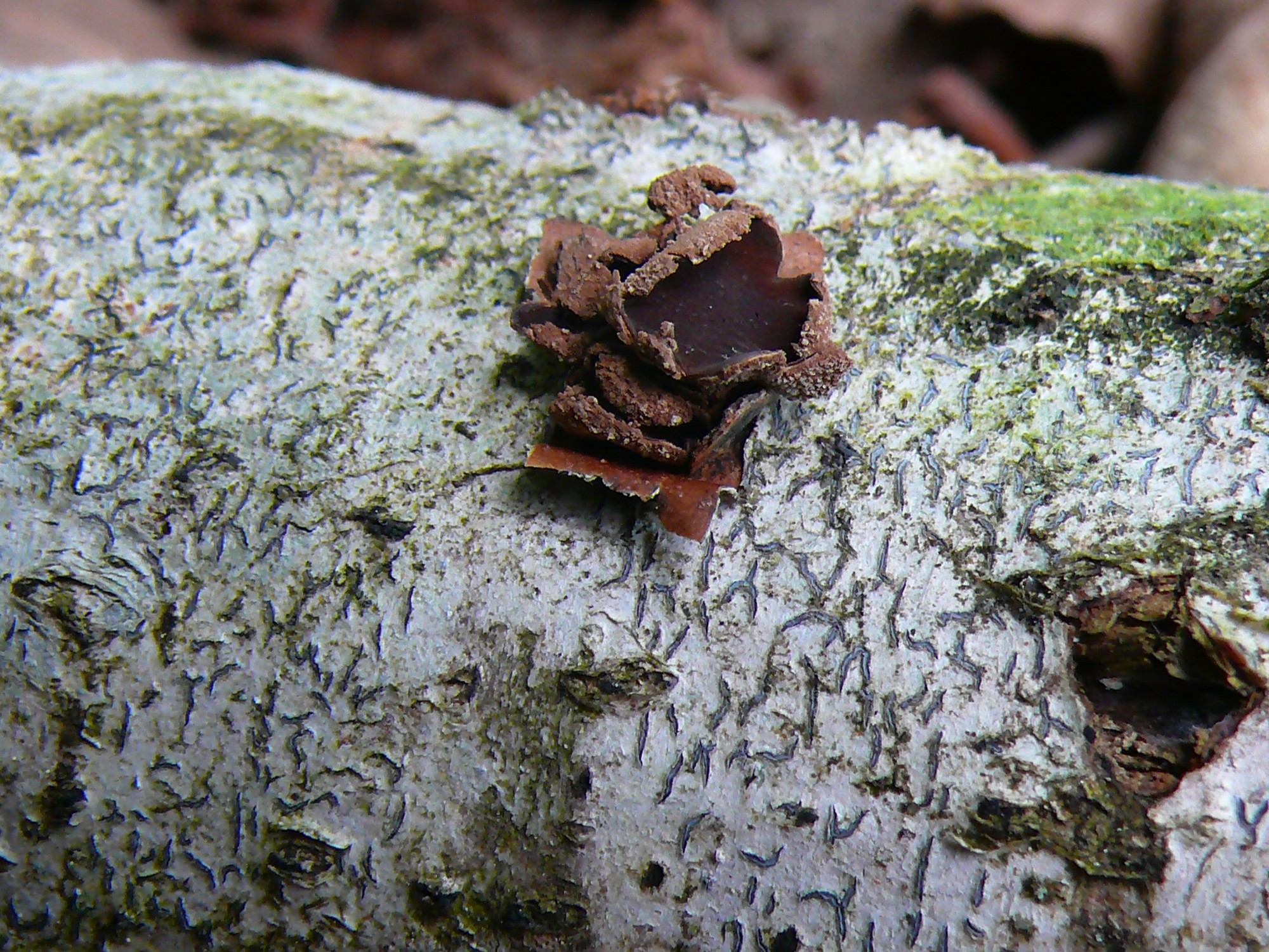 Encoelia furfuracea