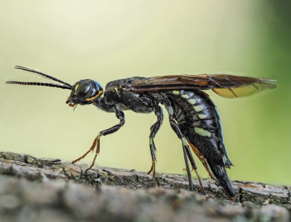 Xiphydria (mouche à scie)