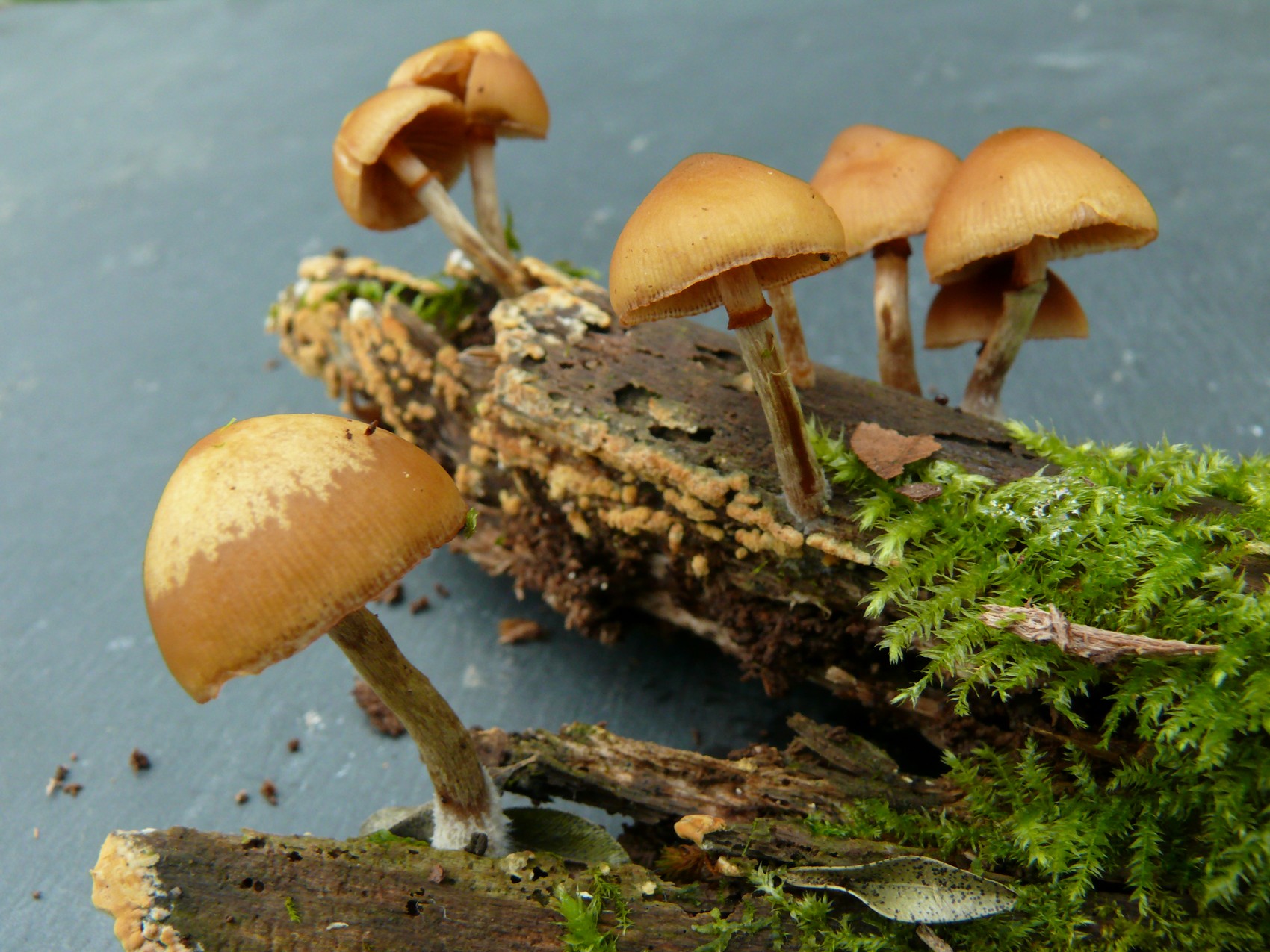 Galerina marginata 1