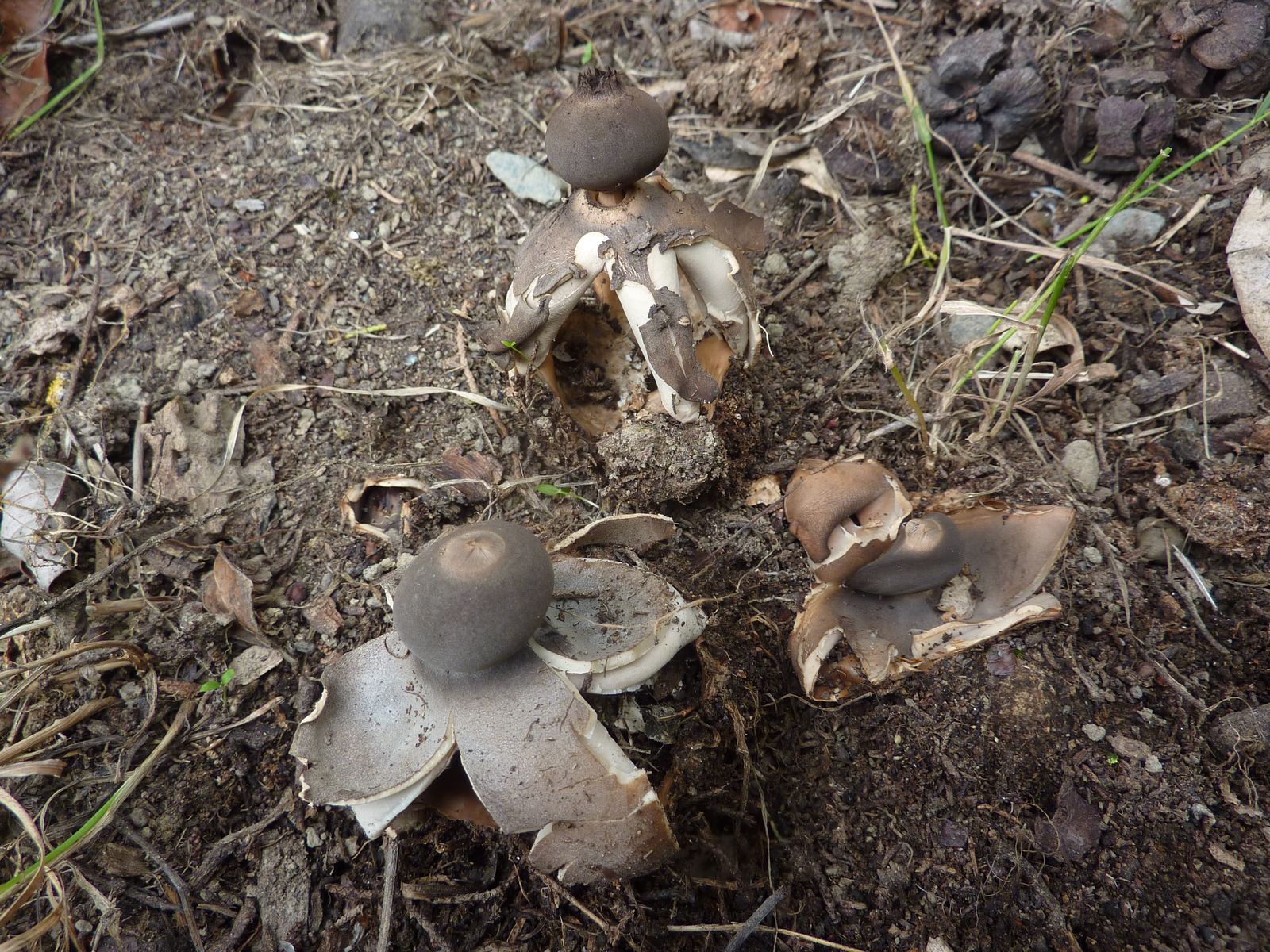 Geastrum fornicatum 2020 06 13 Aureilhan