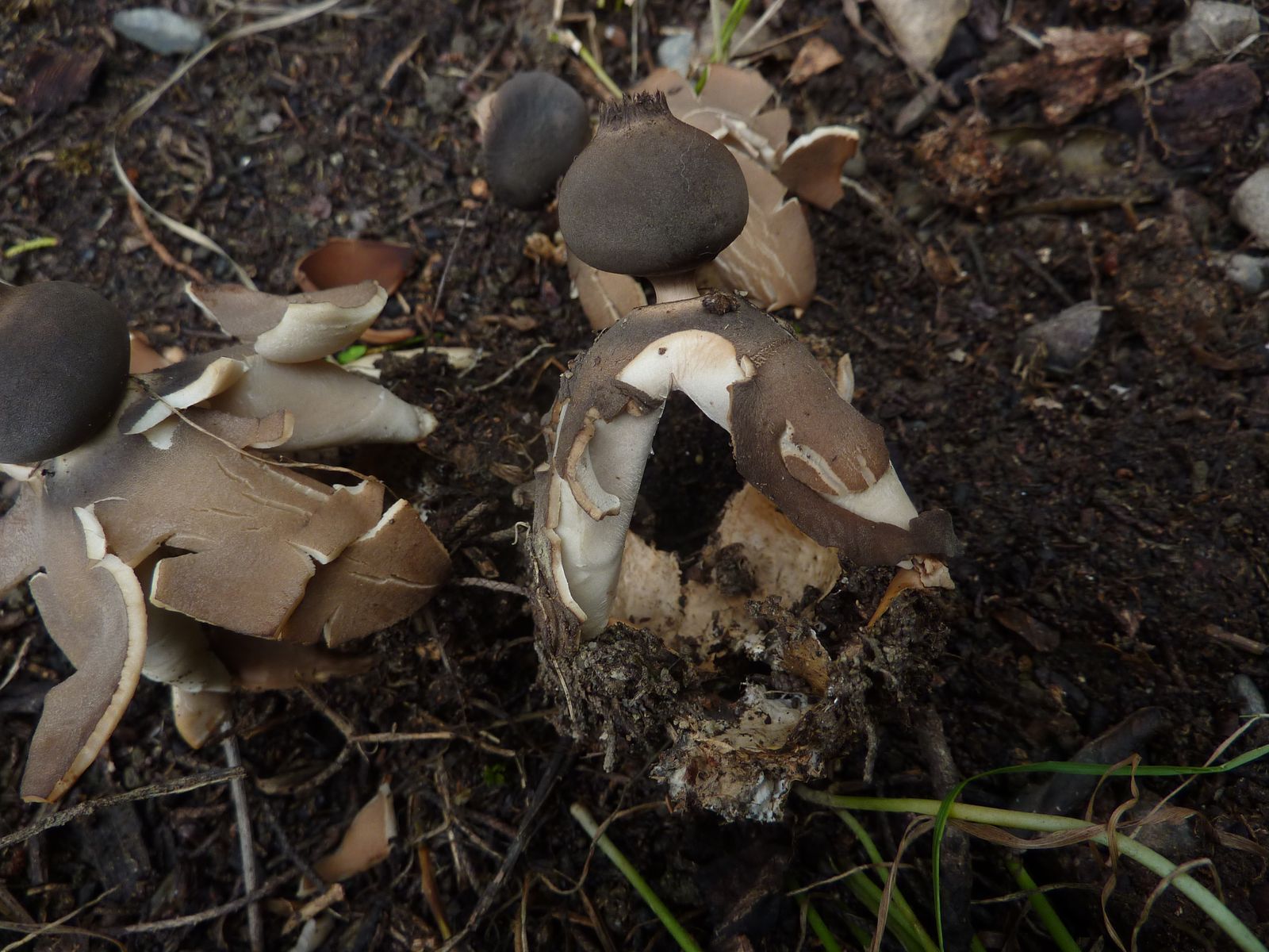 Geastrum fornicatum 2020 06 13 Aureilhan 02