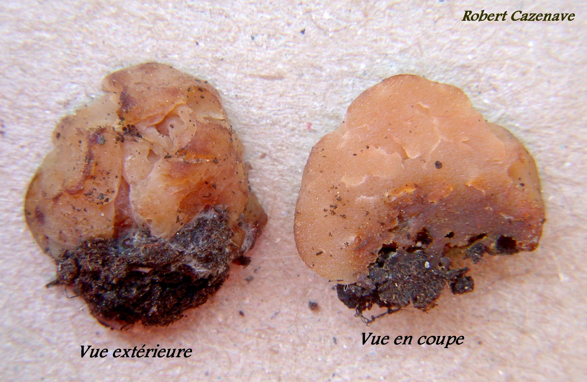 Hydnobolites cerebriformis 08 08 2020 Bergons