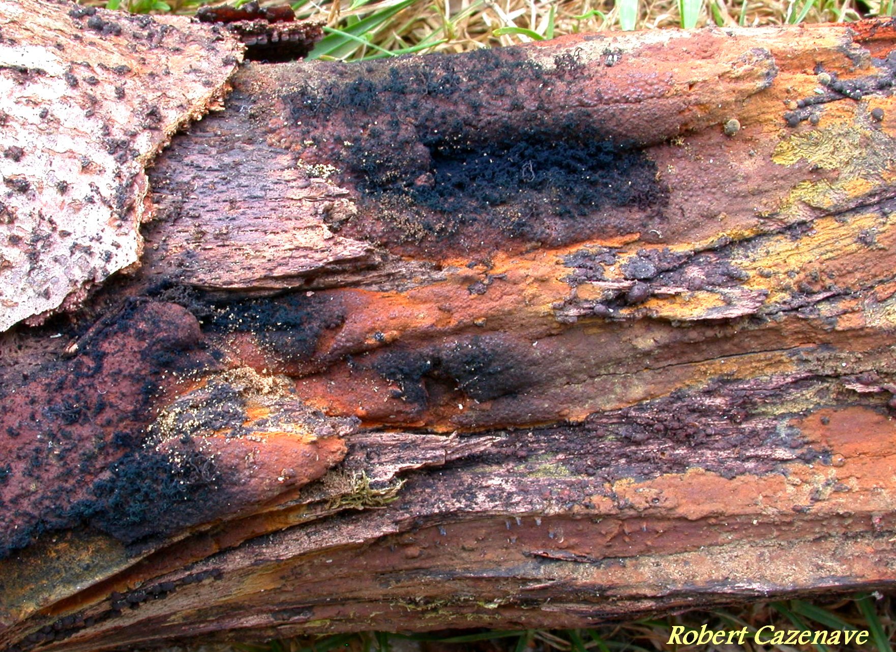 Hypoxylon rubiginosum 08 08 2020 Bergons 1