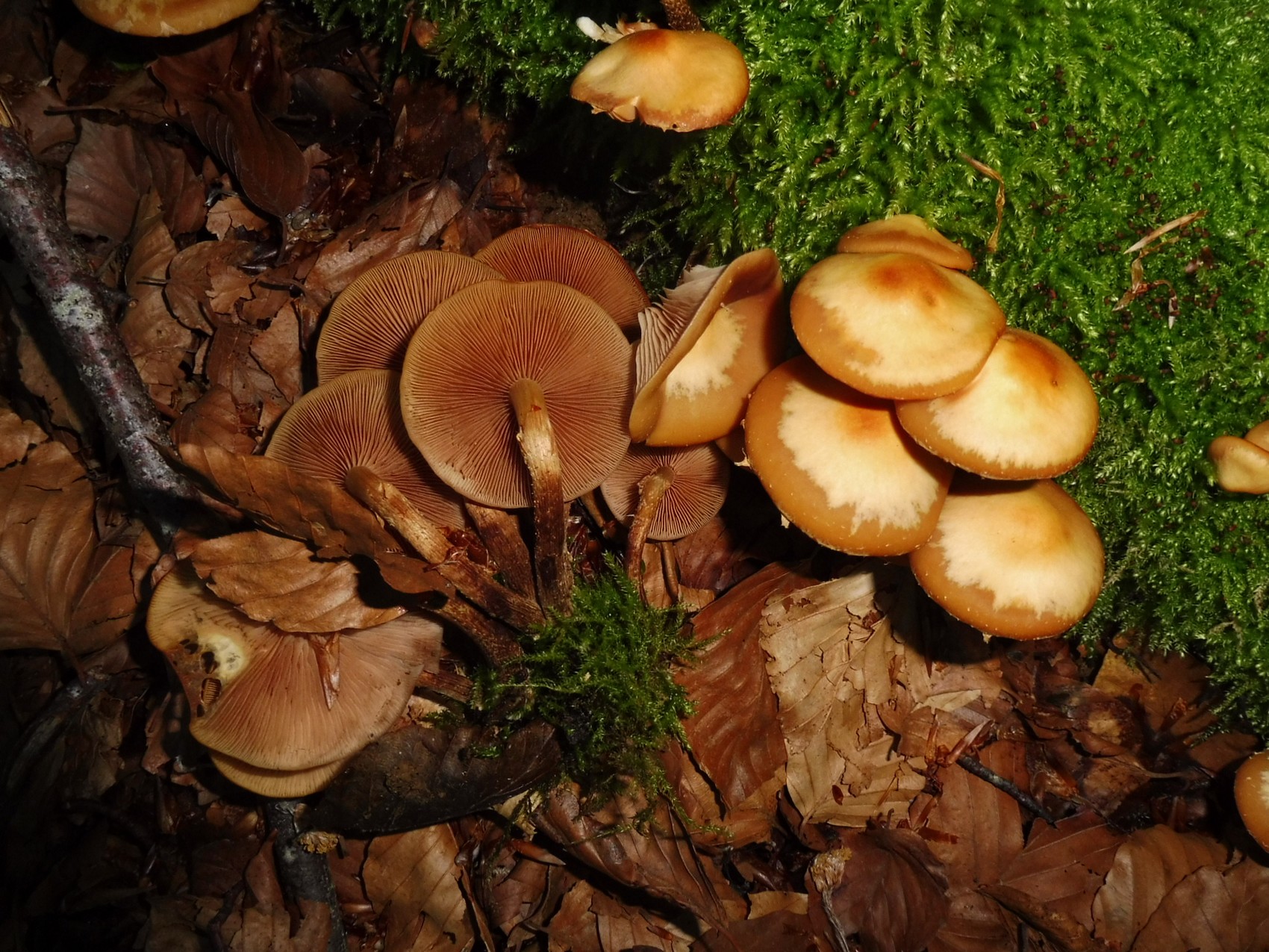 Kuehneromyces mutabilis 1