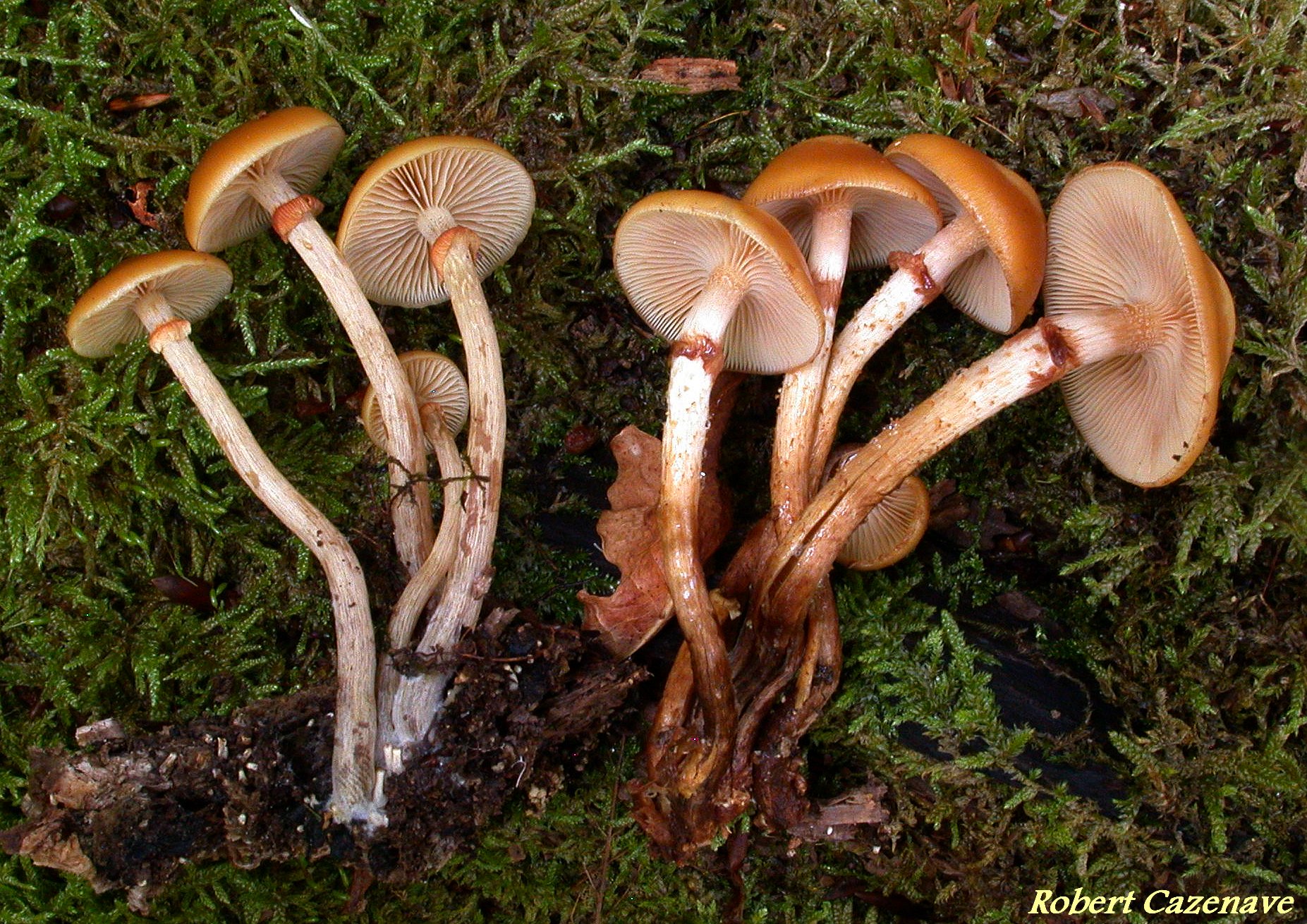 Galerina marginata et Kuhneromyces mutabilis