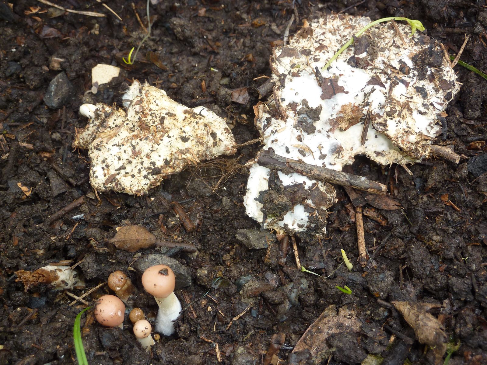 Marasmius oreades mycelium 2020 06 07 Aureilhan