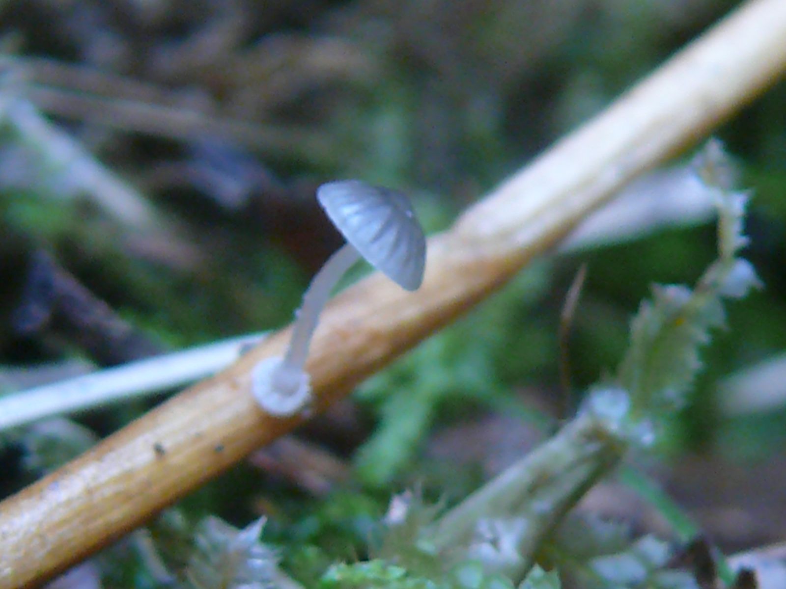 Mycena bulbosa 2 2020 10 19 Moselle