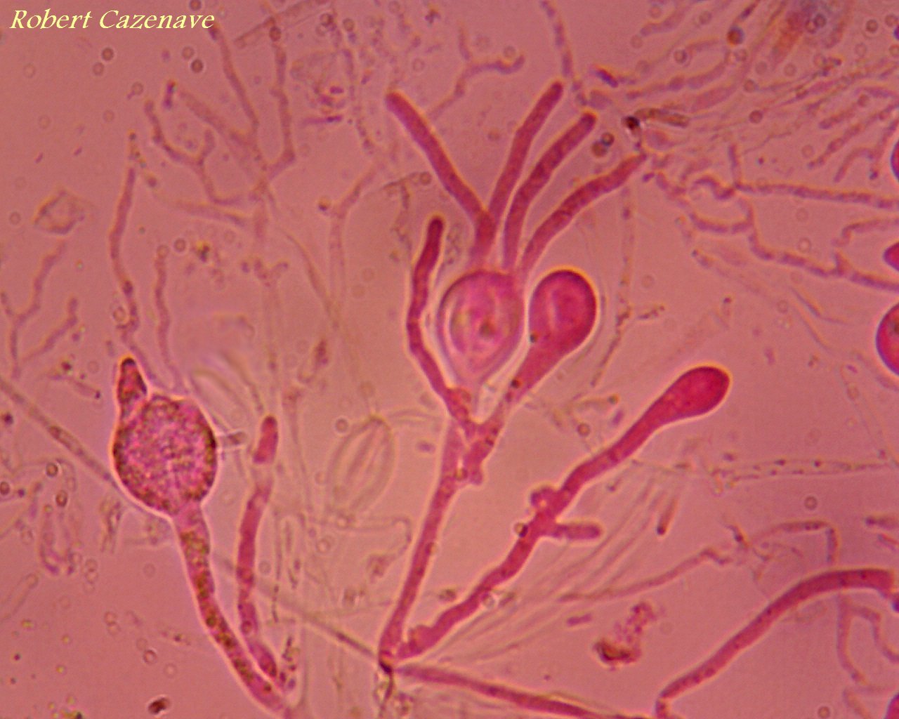 Myxarium nucleatum baside tétraspore 