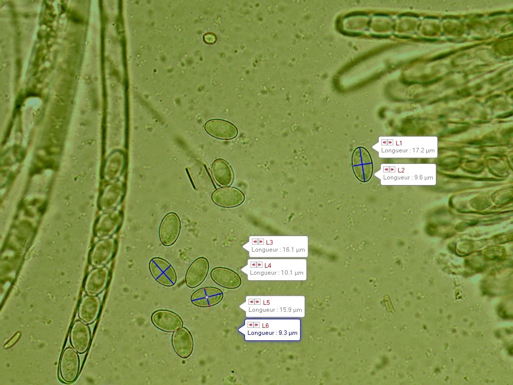Peziza micropus spores