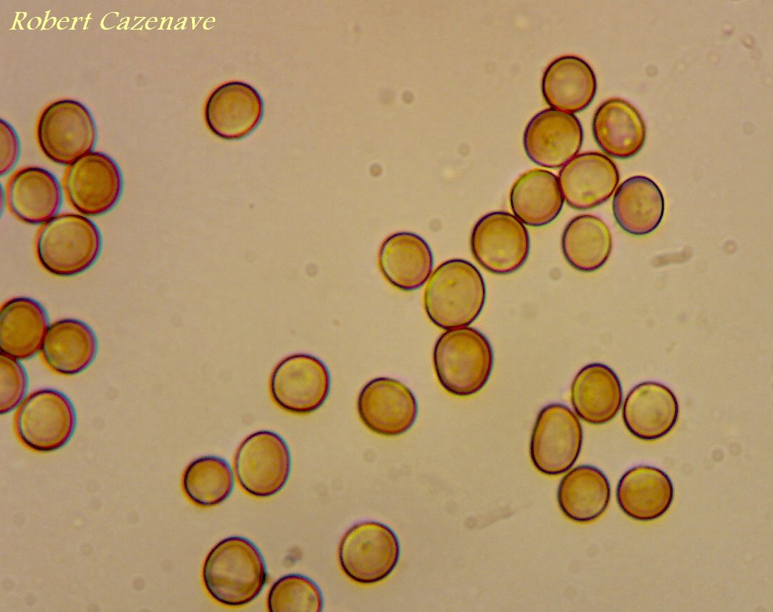 Phleogena faginea 5 (spores)