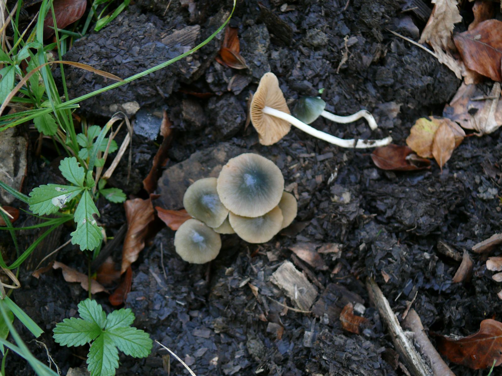 Pholiotina aeruginosa 1 2020 10 19 Moselle