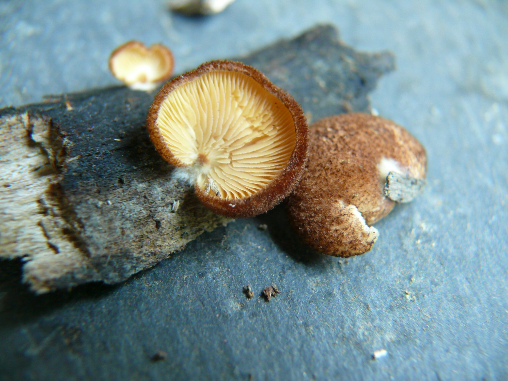 crepidotus crocophyllus 1