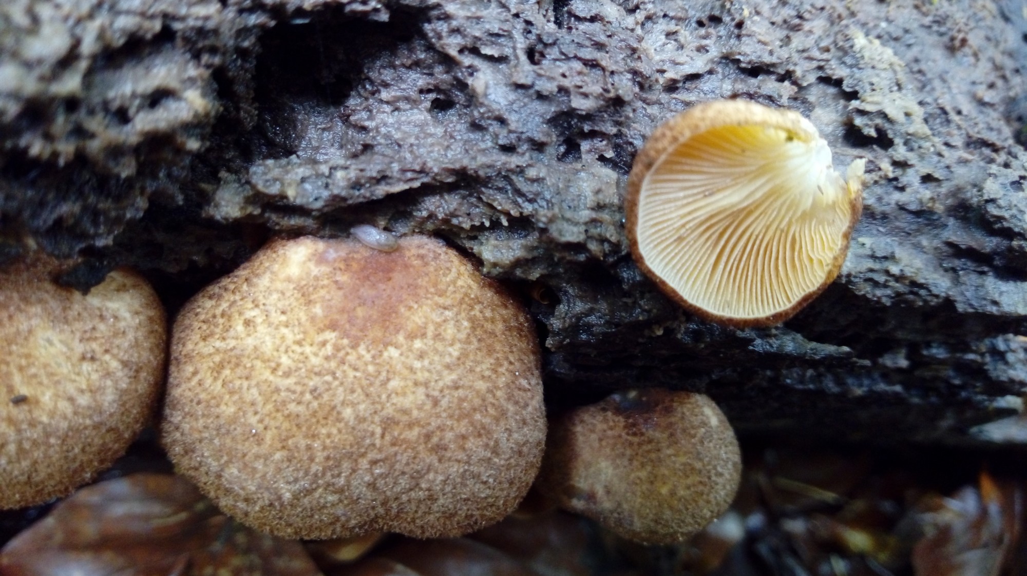 crepidotus crocophyllus 3