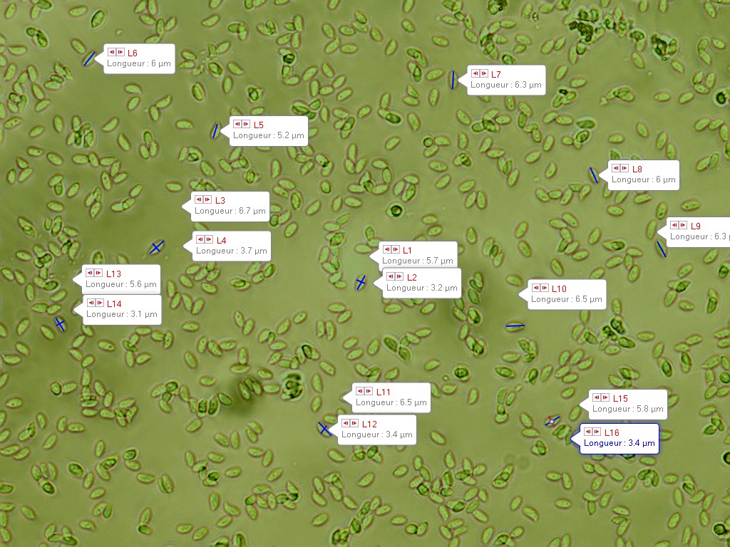 gymnopus ocior spores 4