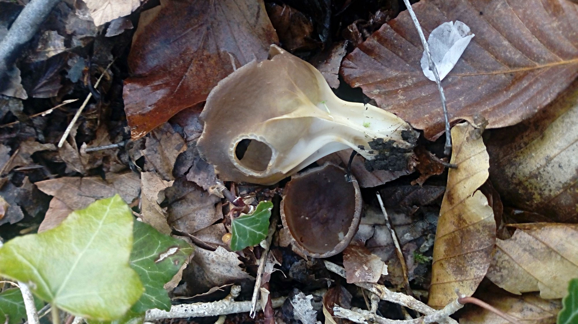 Helvella acetabulum