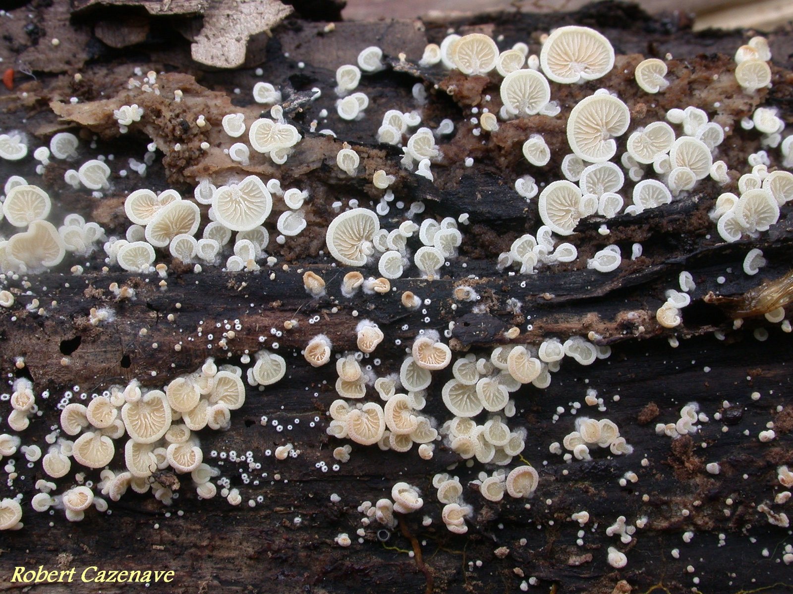 Crepidotus cesati 11 05 2020 Laroin 2