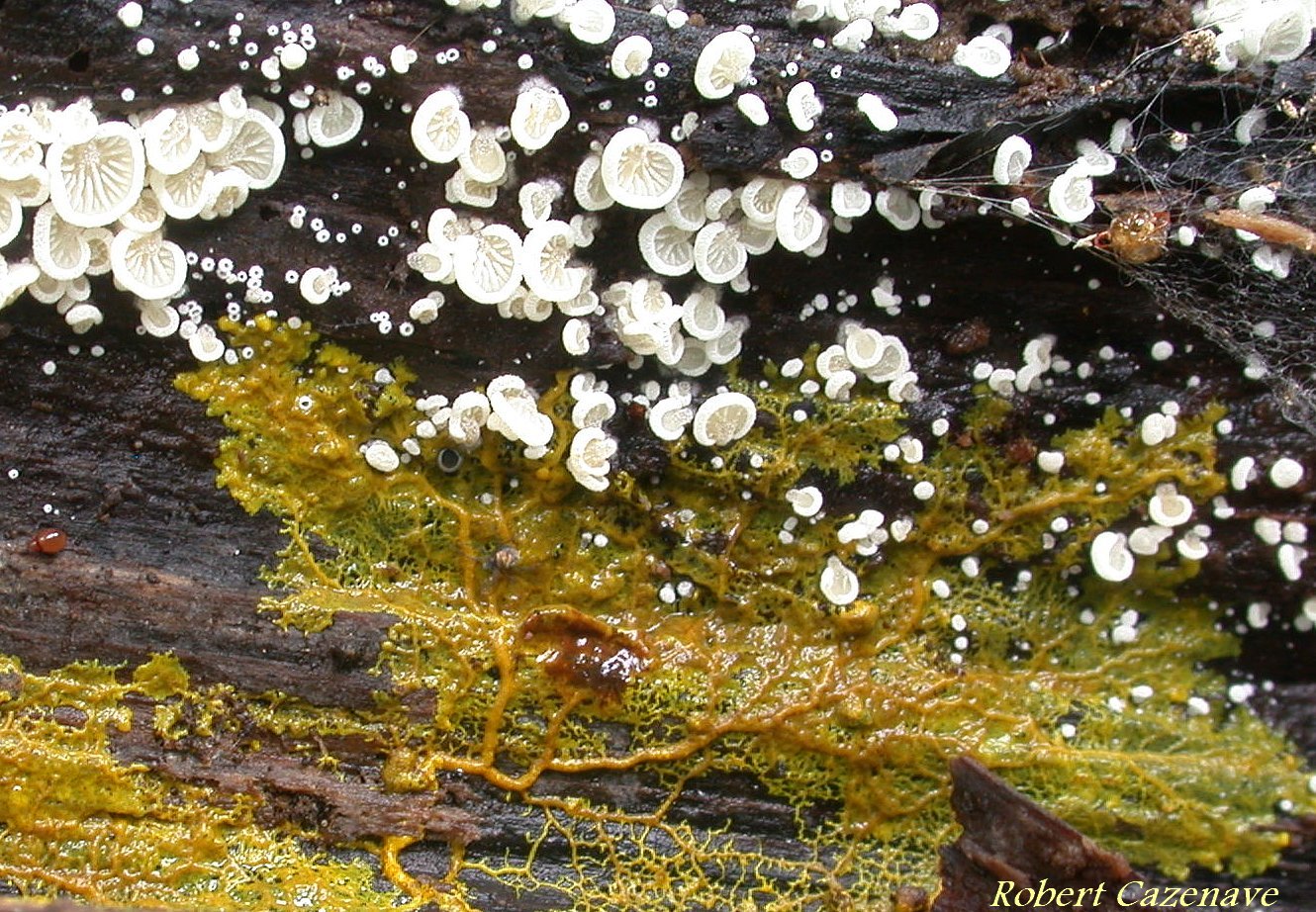 Crepidotus cesati et Plasmode sp 11 05 2020 Laroin