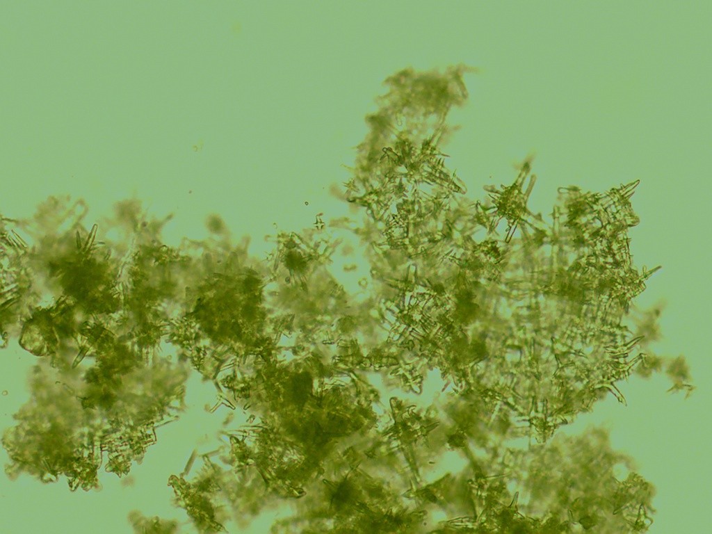 Mucilago crustacea cristaux 3