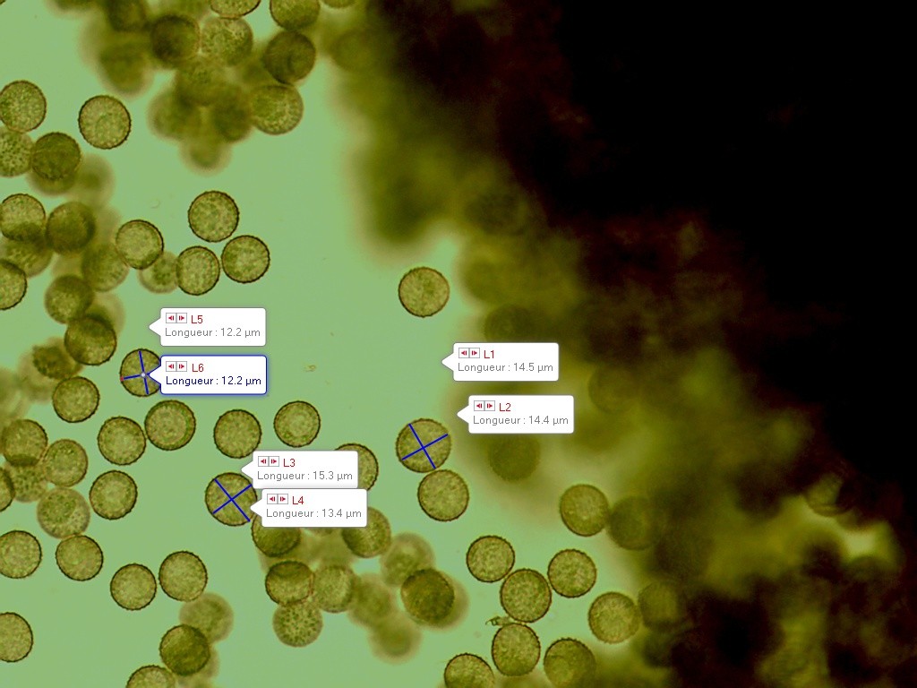 Mucilago crustacea spores 2