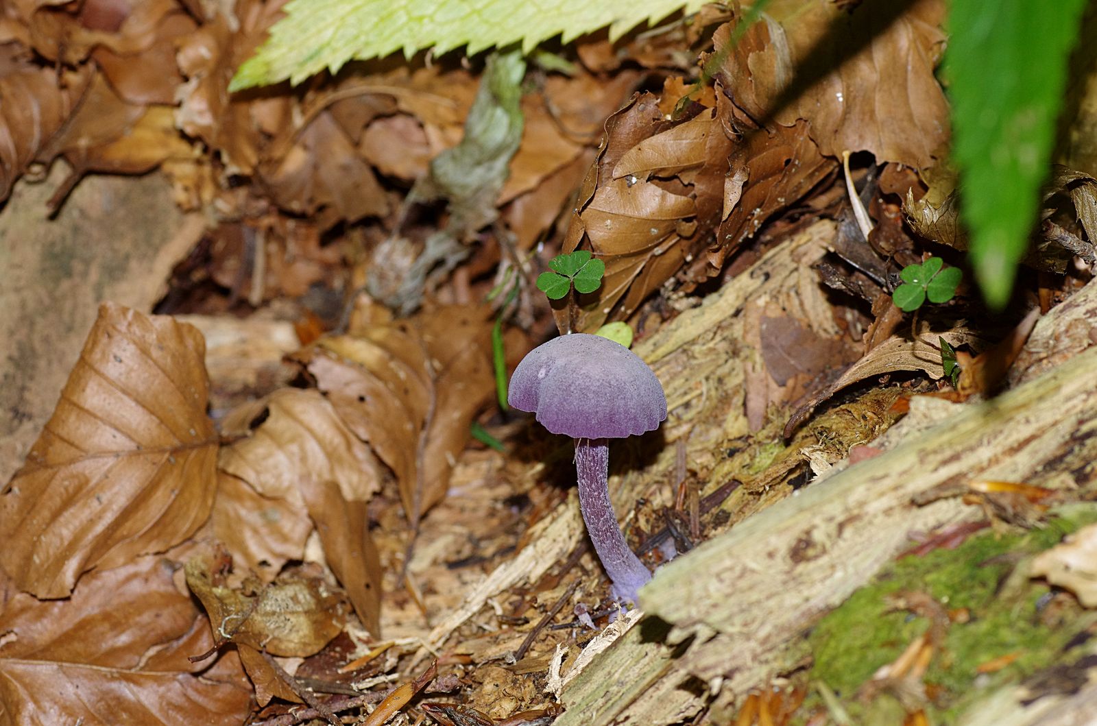 2016 09 03 Laccaria amethystina Estaing