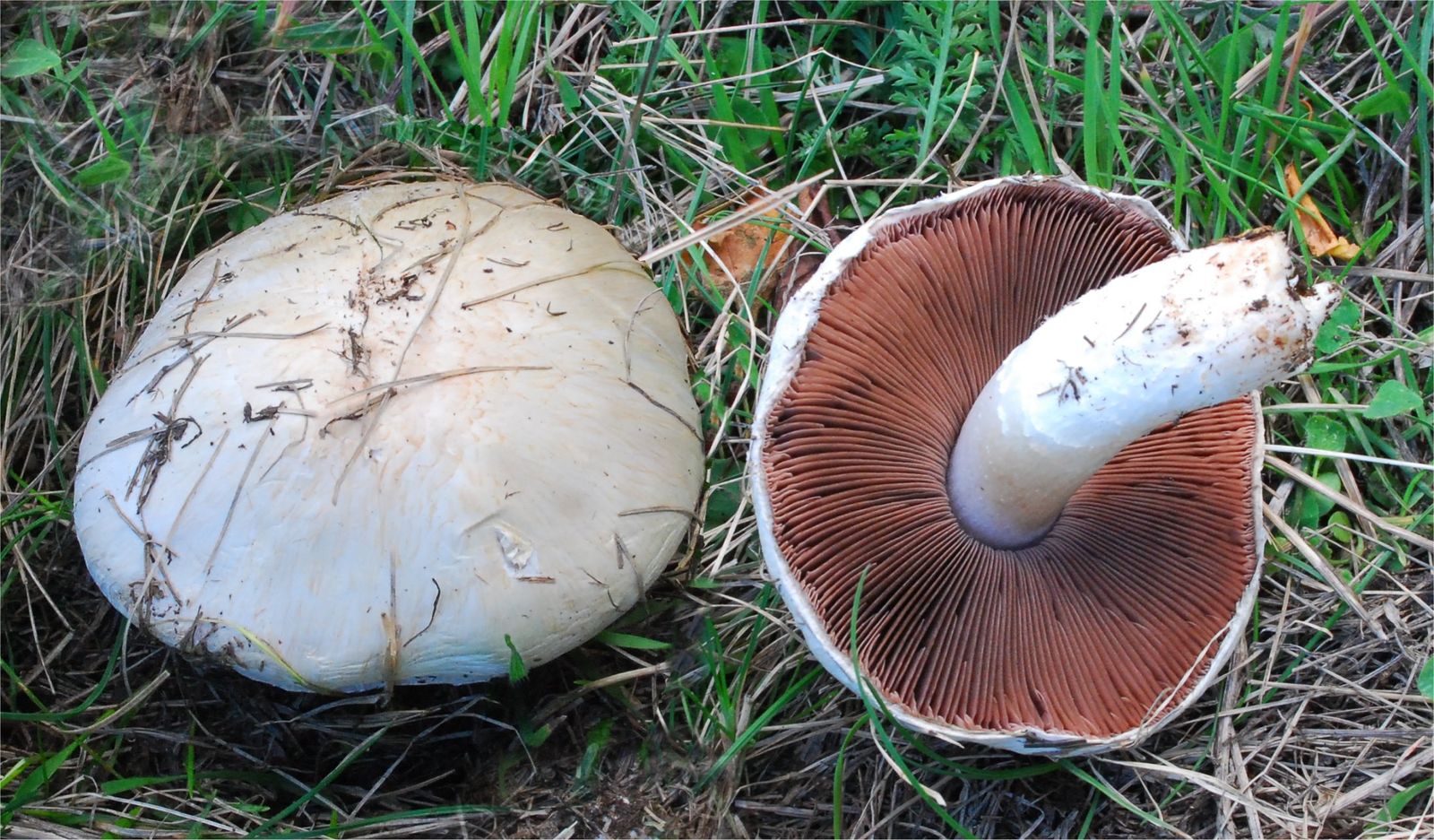 Agaricus campestris