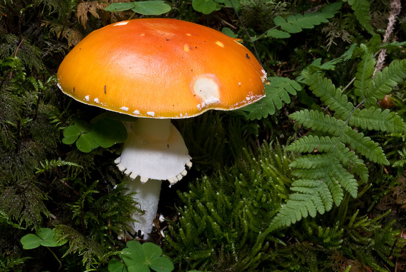 Amanita muscaria var.aureola