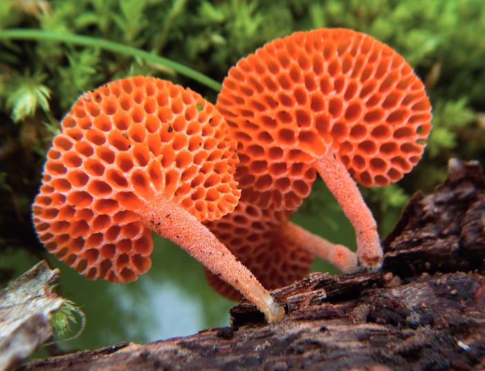 Favolashia calocera