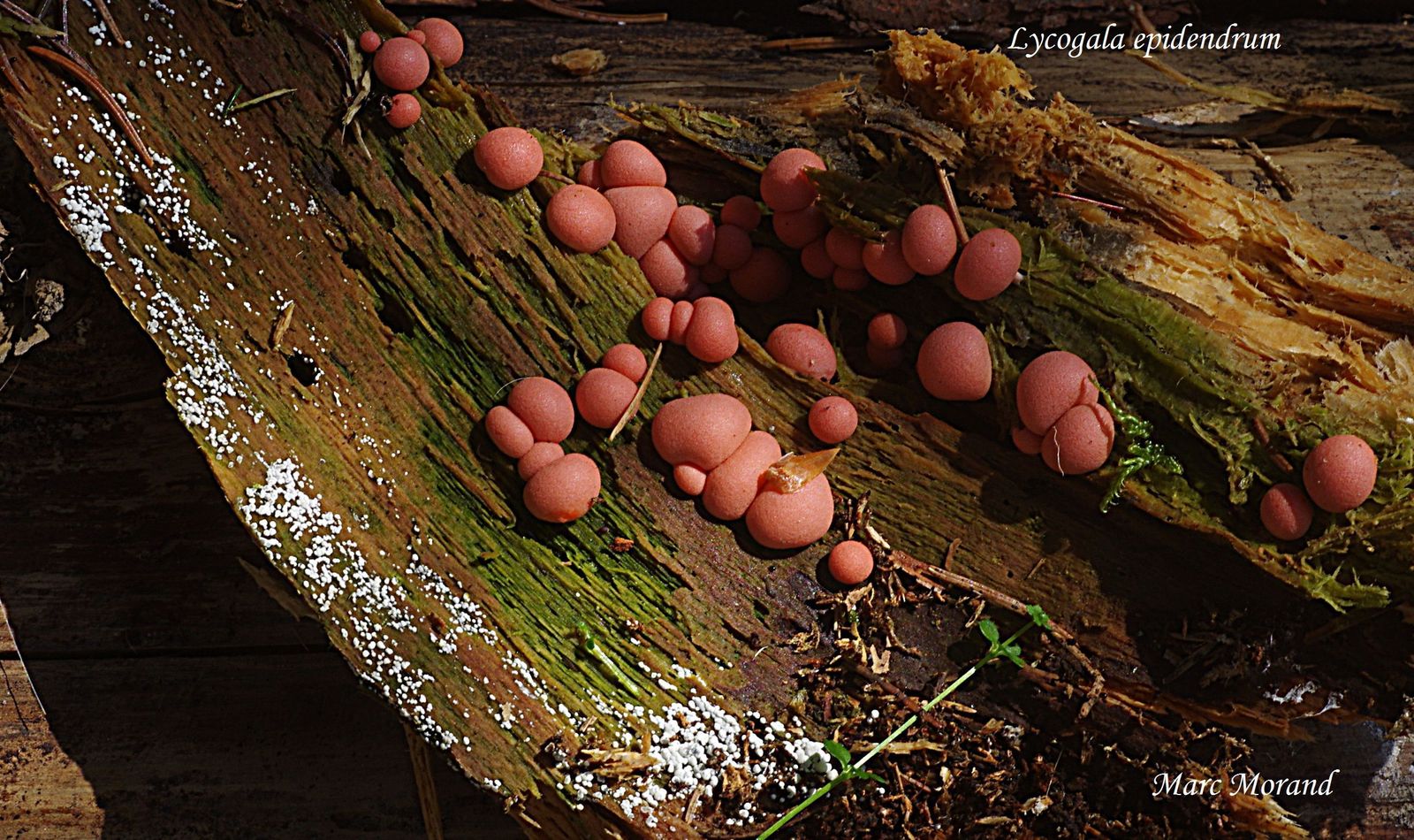 Lycogala epidendron Plaine d Esquiou 10 07 2016