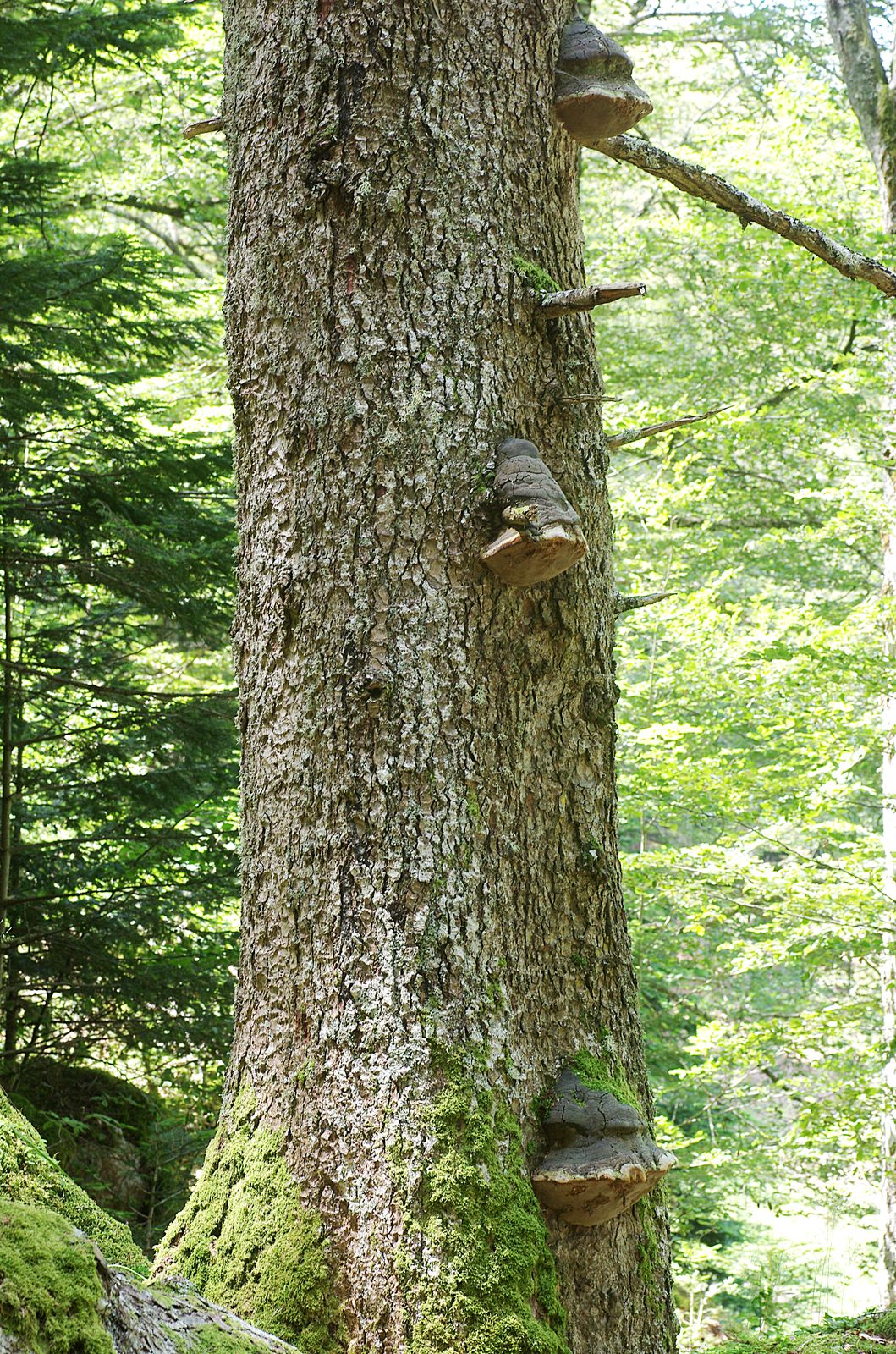 Phellinus hartigii 3